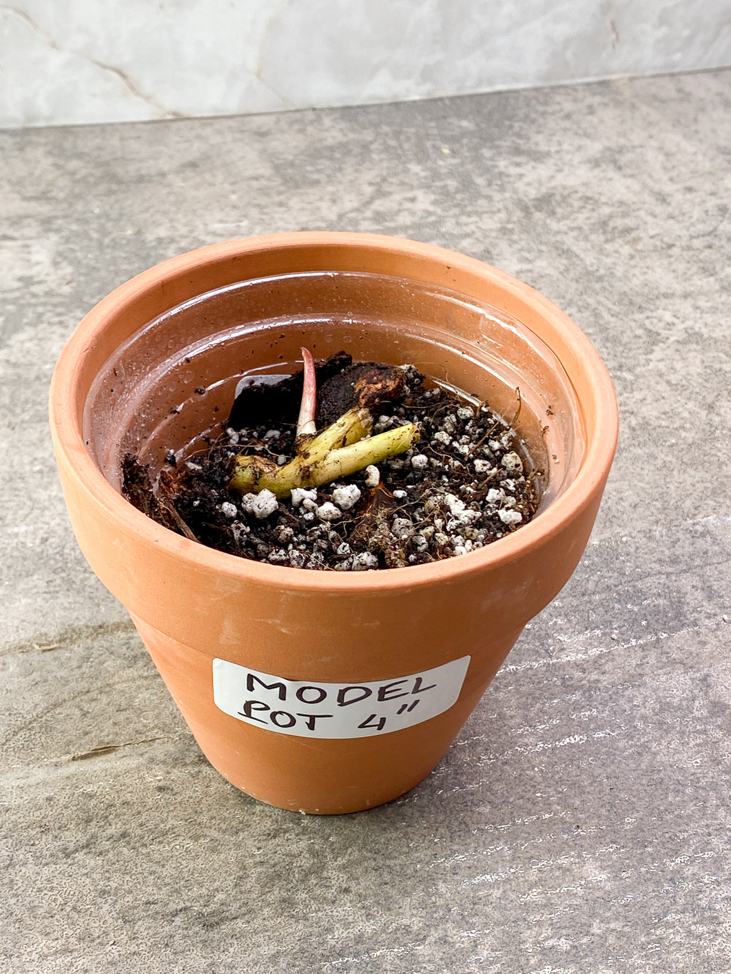 Philodendron Snowdrifts 1 sprout Slightly Rooted node