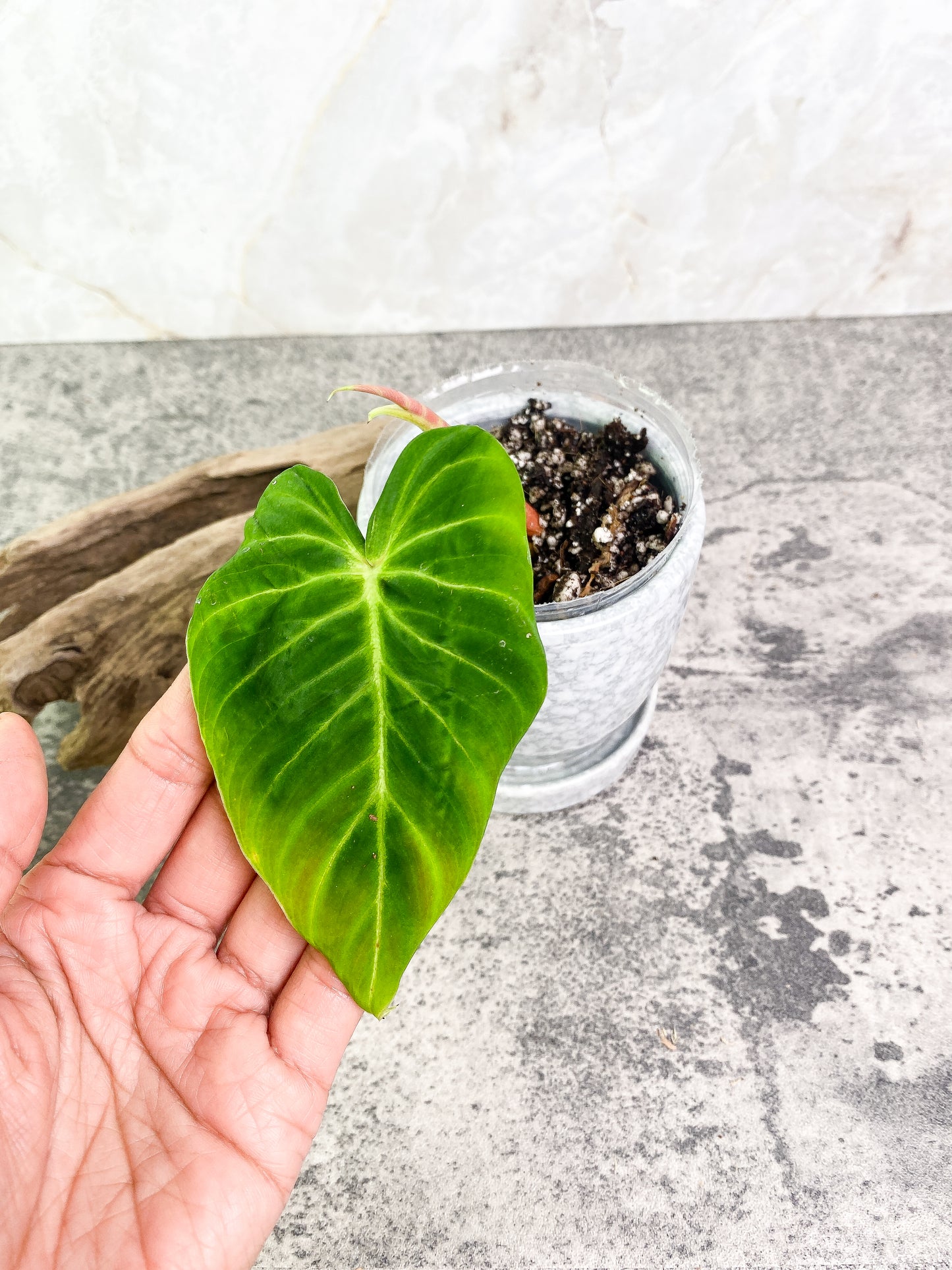 Philodendron verrucosum san miguel Slightly Rooted 2 leaves Top Cutting. This is the verrucosum type with wavy leaves and can size up much faster than any other verrucosum.