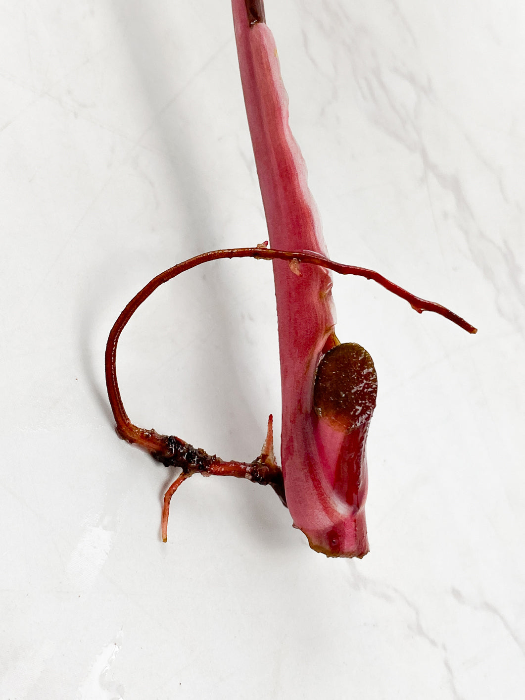 Philodendron red Anderson rooting node 1 leaf