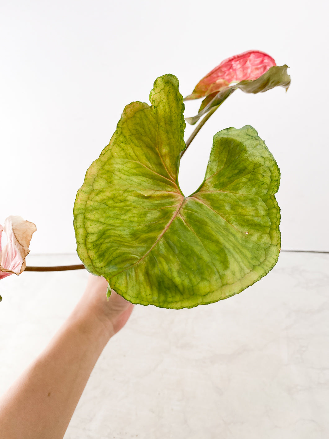 Syngonium Strawberry Ice 3 leaves