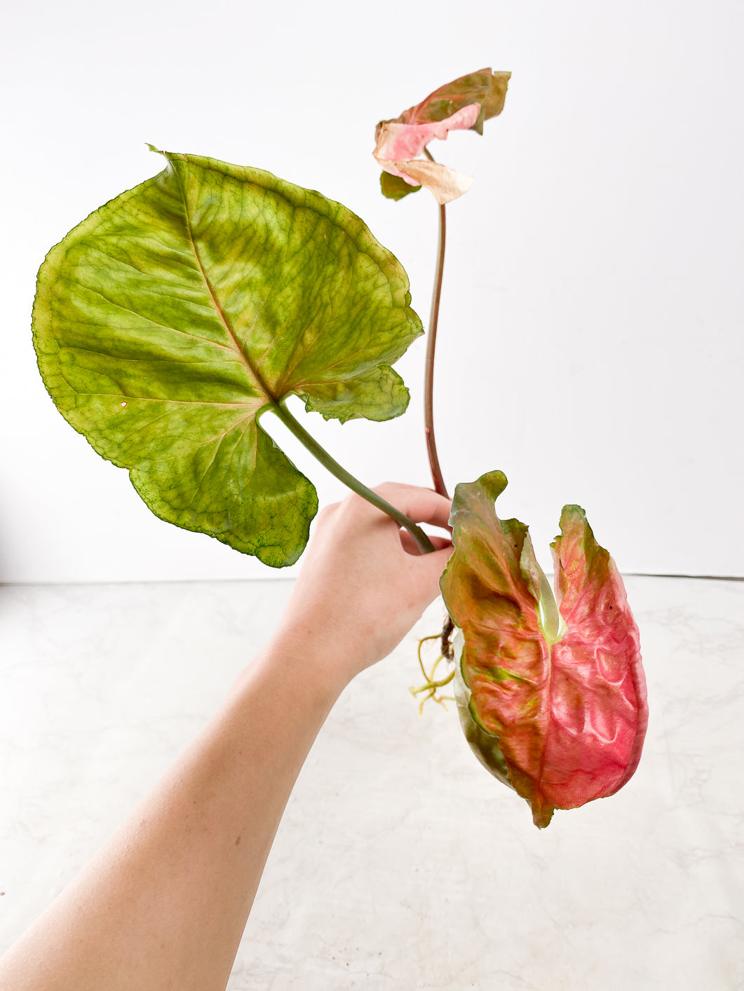 Syngonium Strawberry Ice 3 leaves