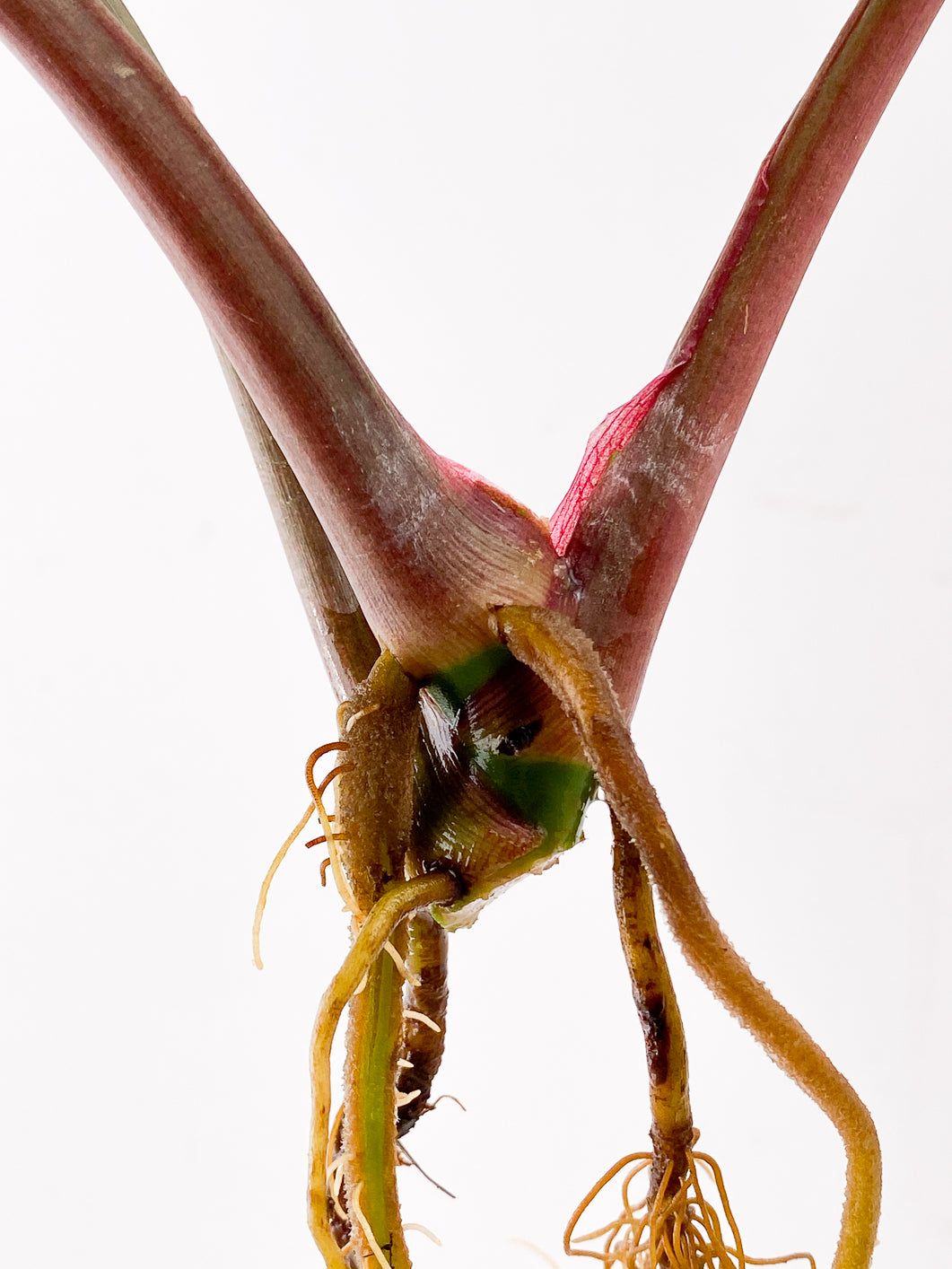 Syngonium Strawberry Ice 3 leaves