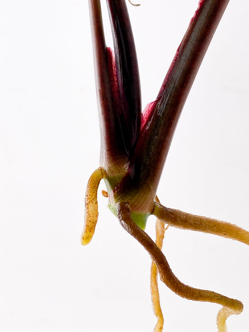 Syngonium Strawberry Ice 2 leaves