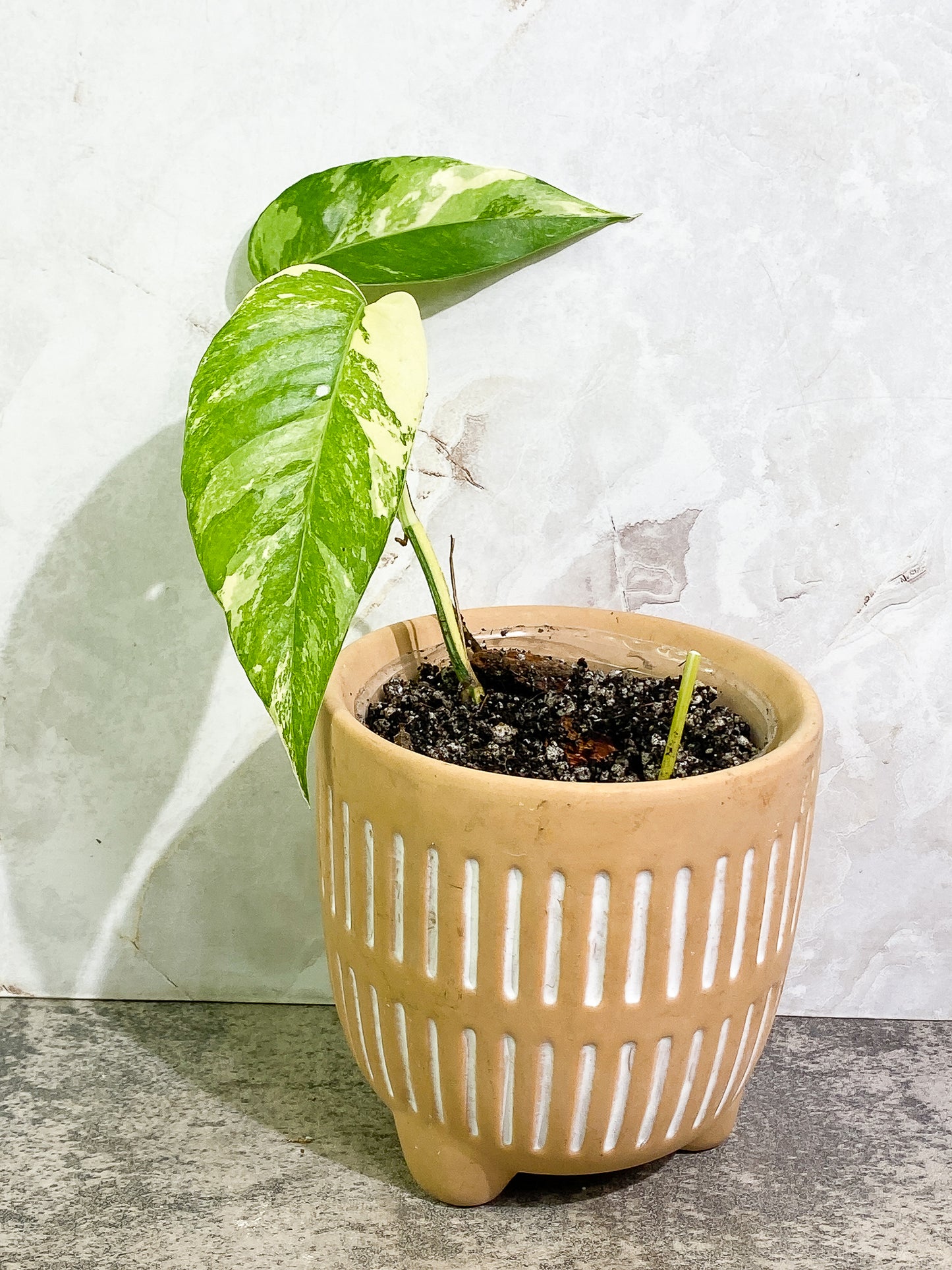 Epipremnum Pinnatum Variegated 2 leaves fully rooted