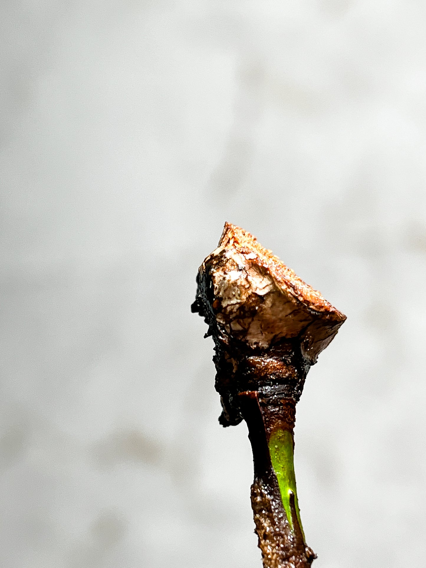 Philodendron Billietiae Variegated node 1 growing bud