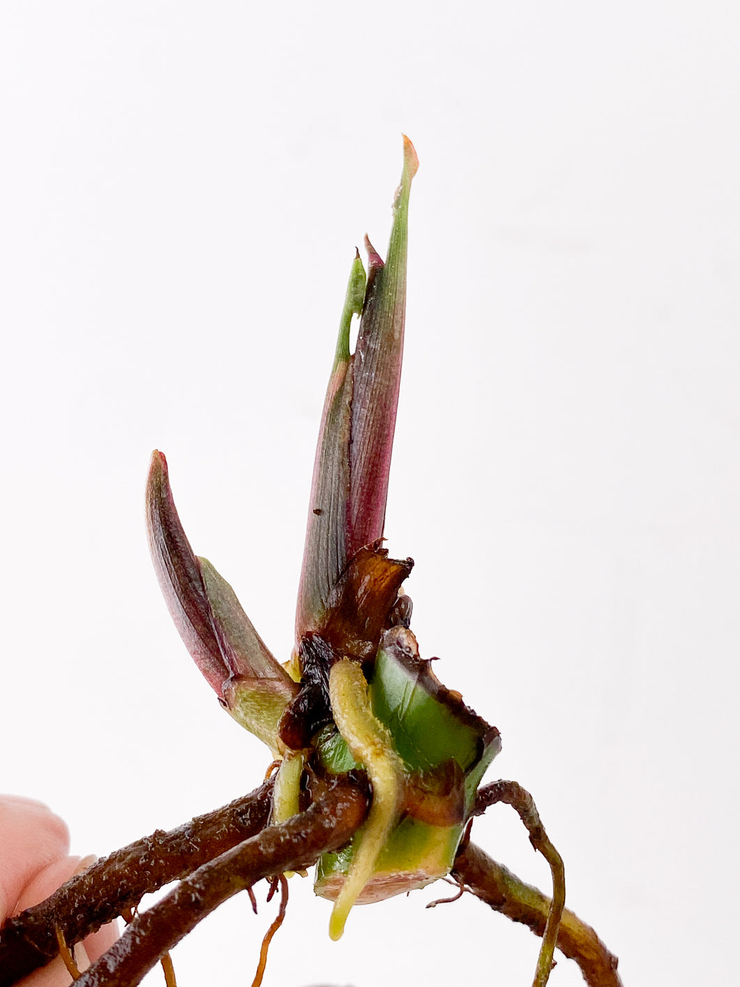 Syngonium Strawberry Ice node with sprout