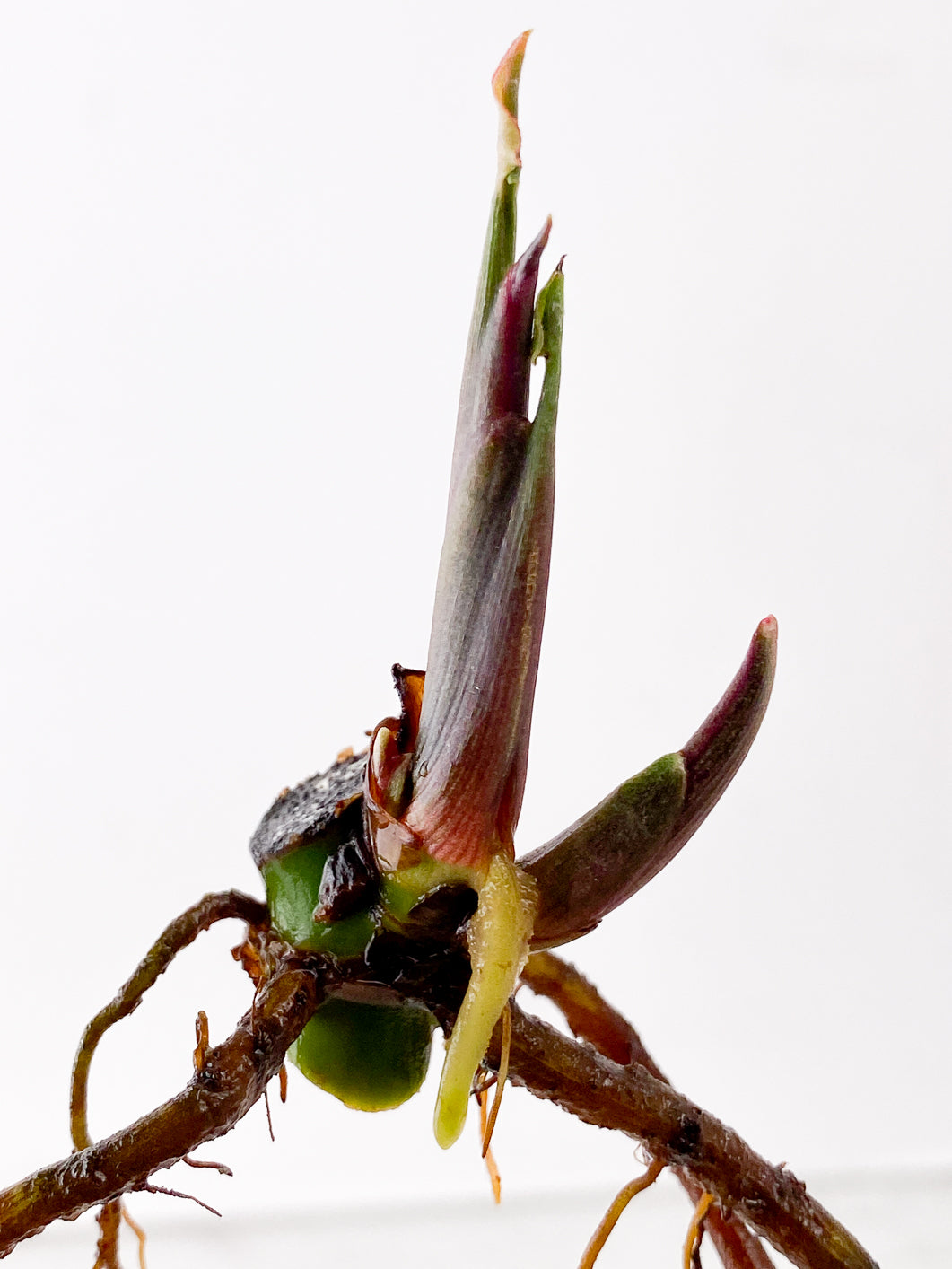 Syngonium Strawberry Ice node with sprout