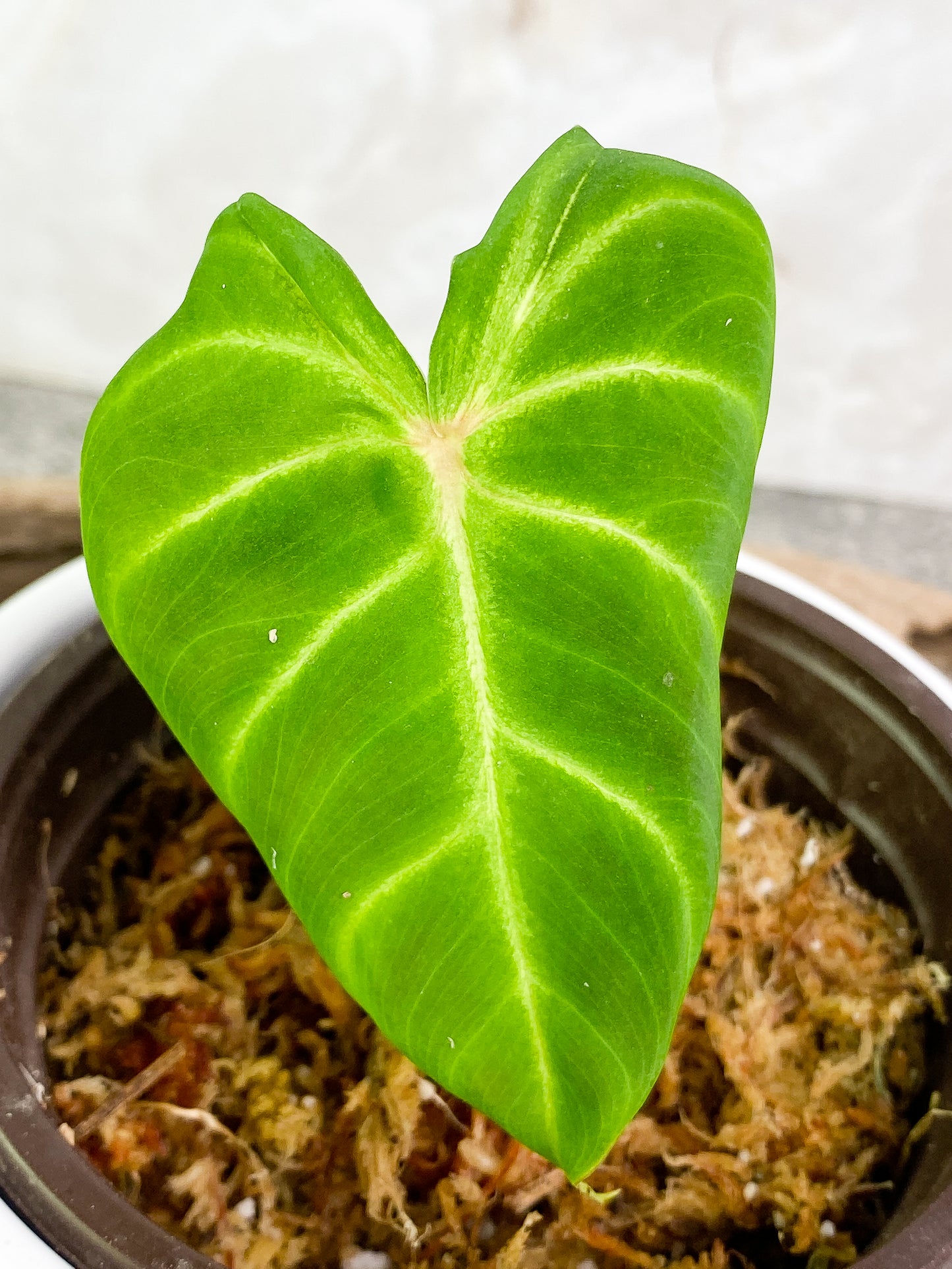 Philodendron verrucosum cobra Rooting 1 leaf 1 sprout Top Cutting