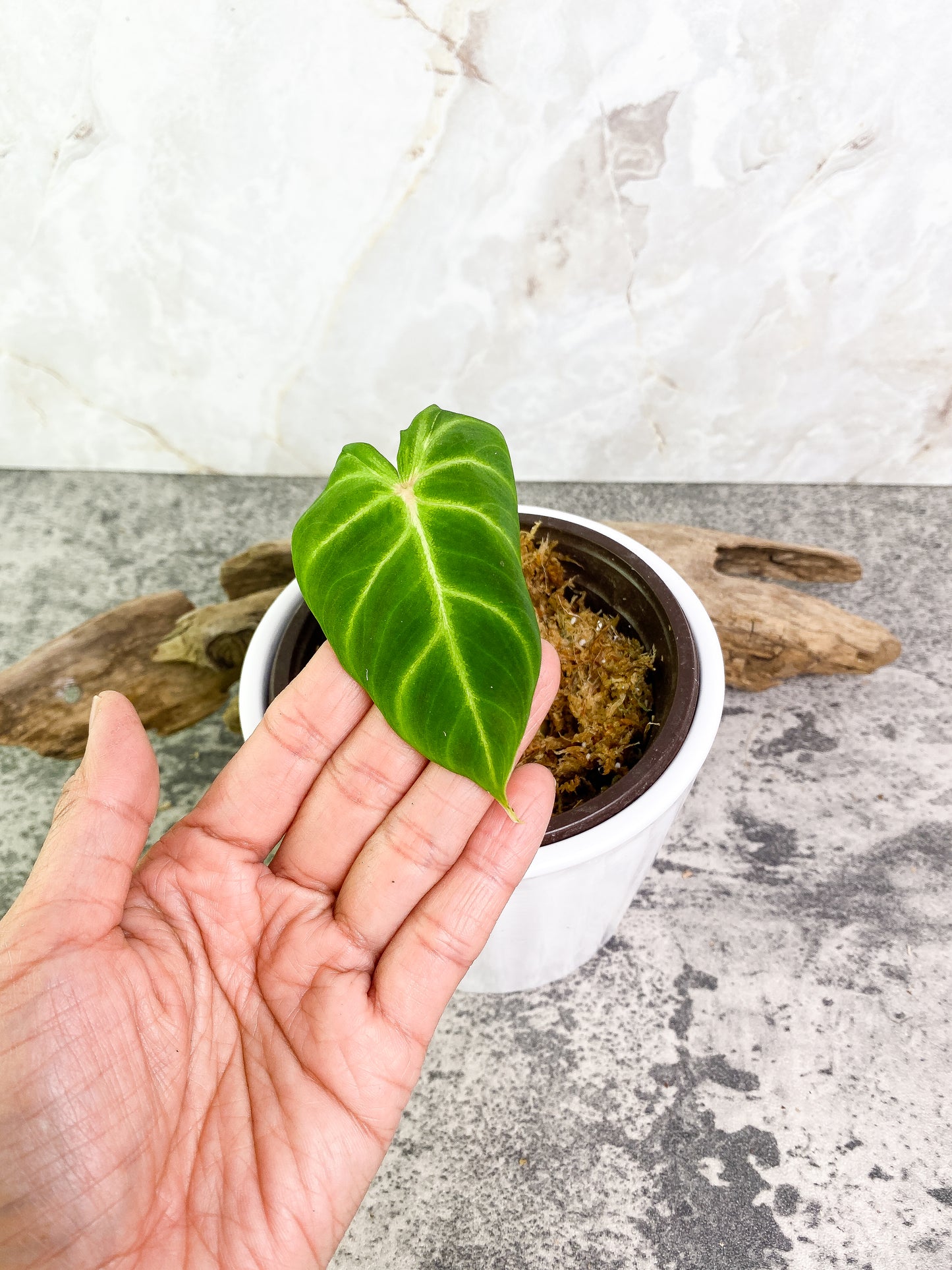 Philodendron verrucosum cobra Rooting 1 leaf 1 sprout Top Cutting