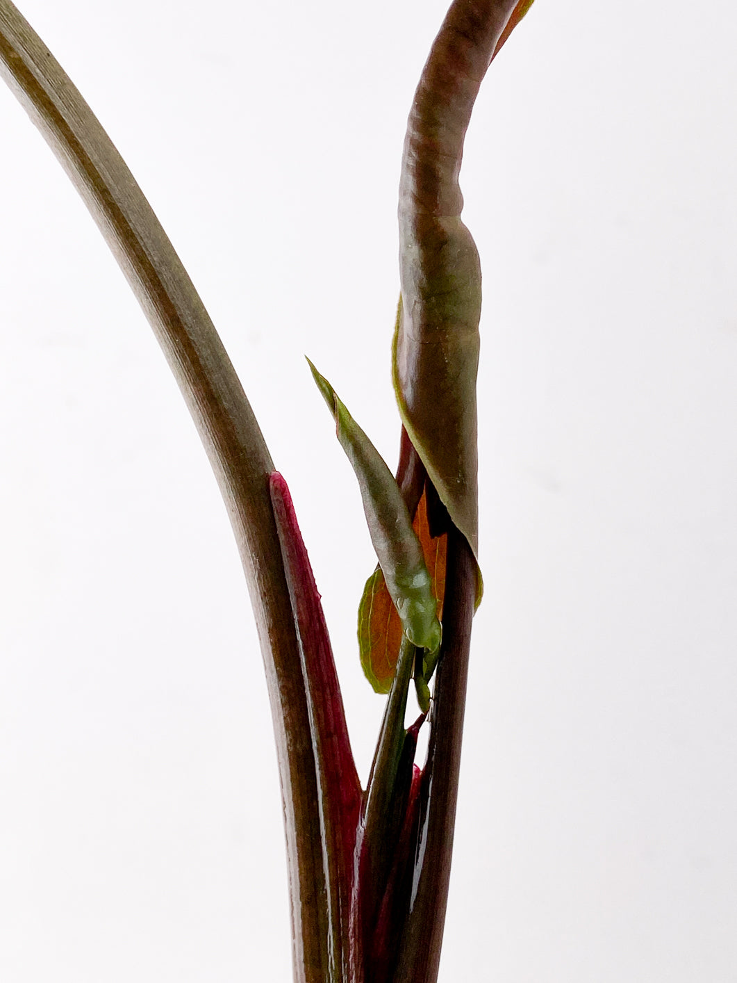 Syngonium Strawberry Ice 3 leaves