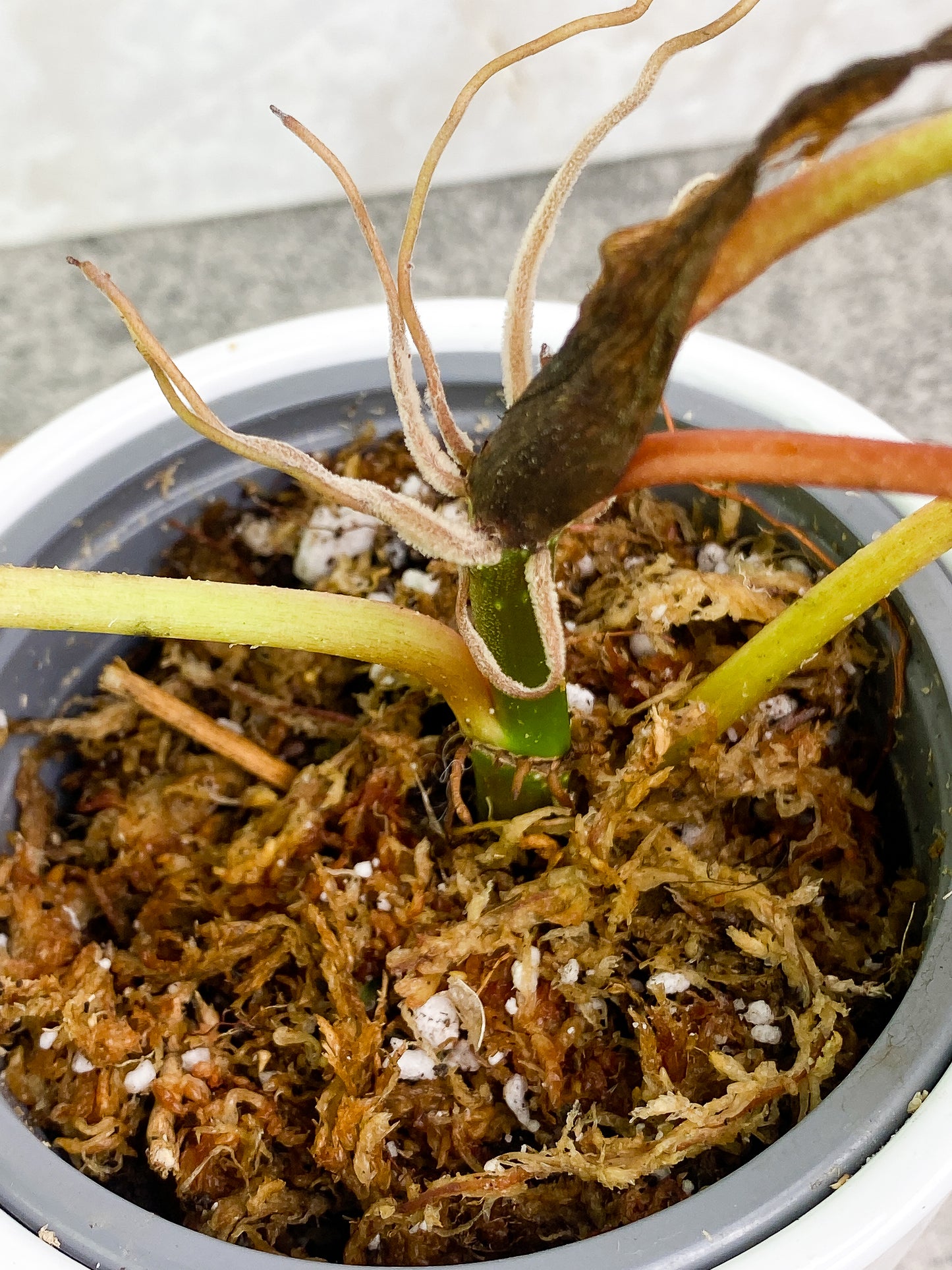 Philodendron verrucosum cobra Slightly Rooted 3 leaves 1 sprout