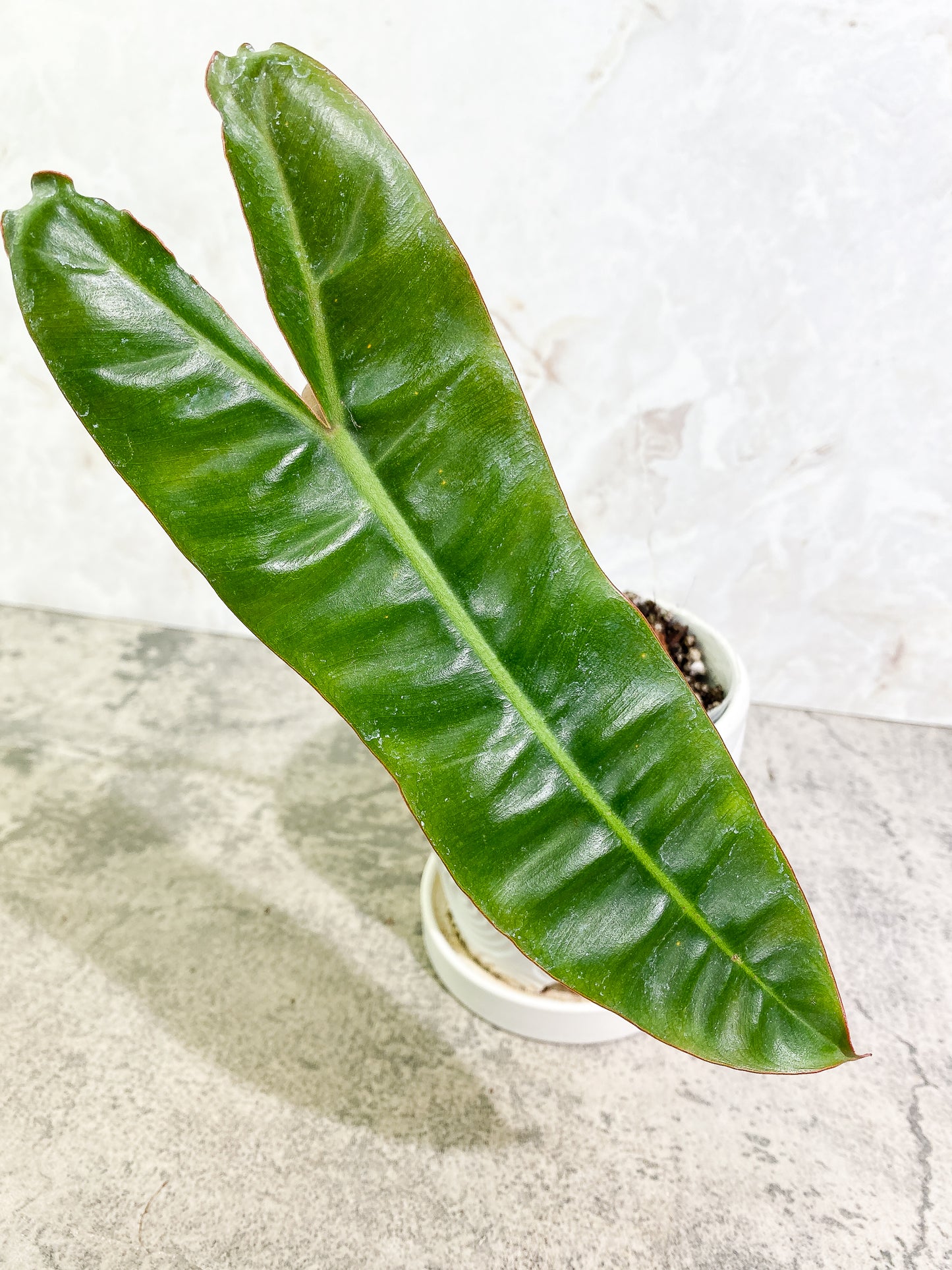Philodendron Billitiae 1 leaf slightly rooted