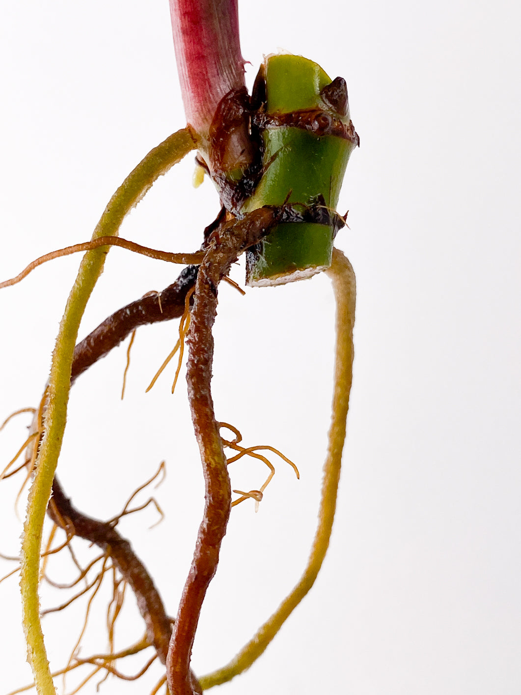 Syngonium Strawberry Ice 2 leaves