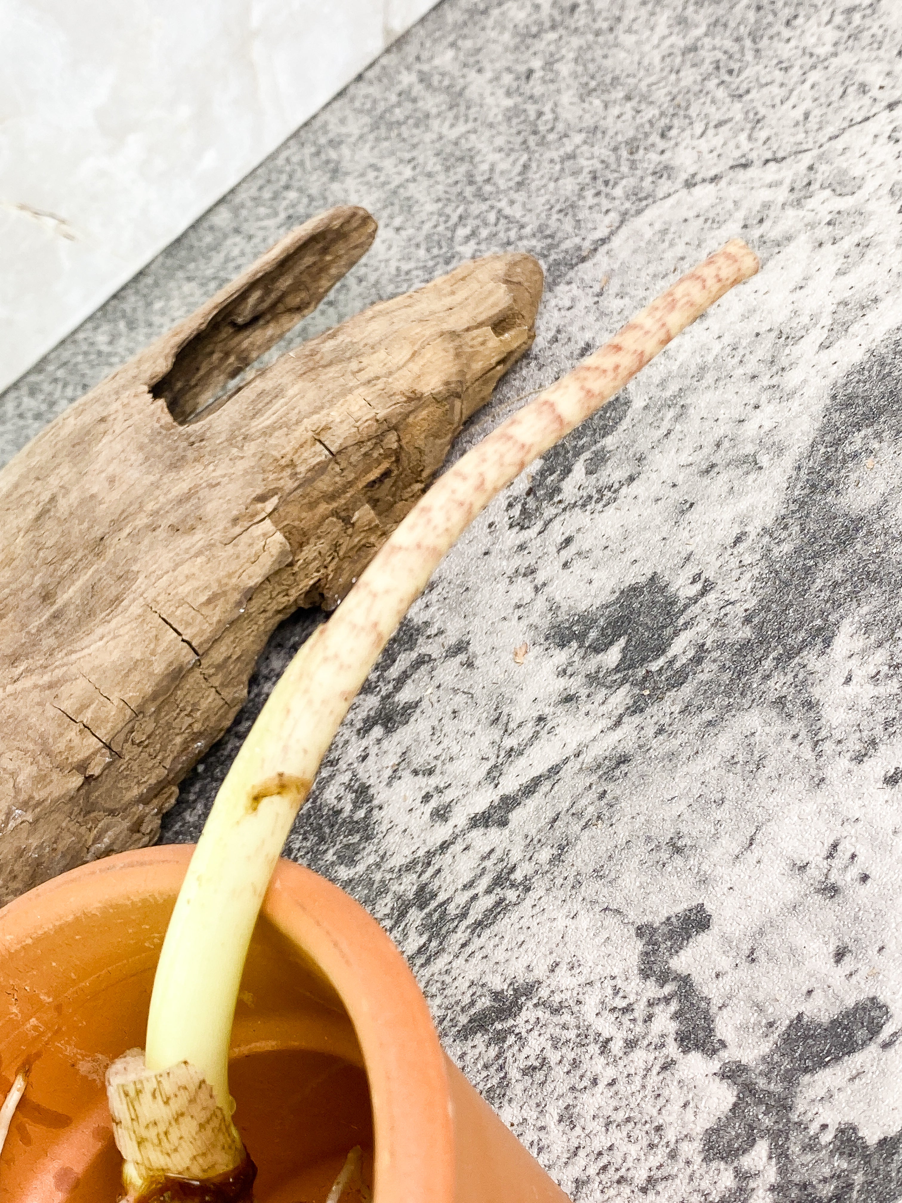 Alocasia Jacklyn sprout slightly rooted