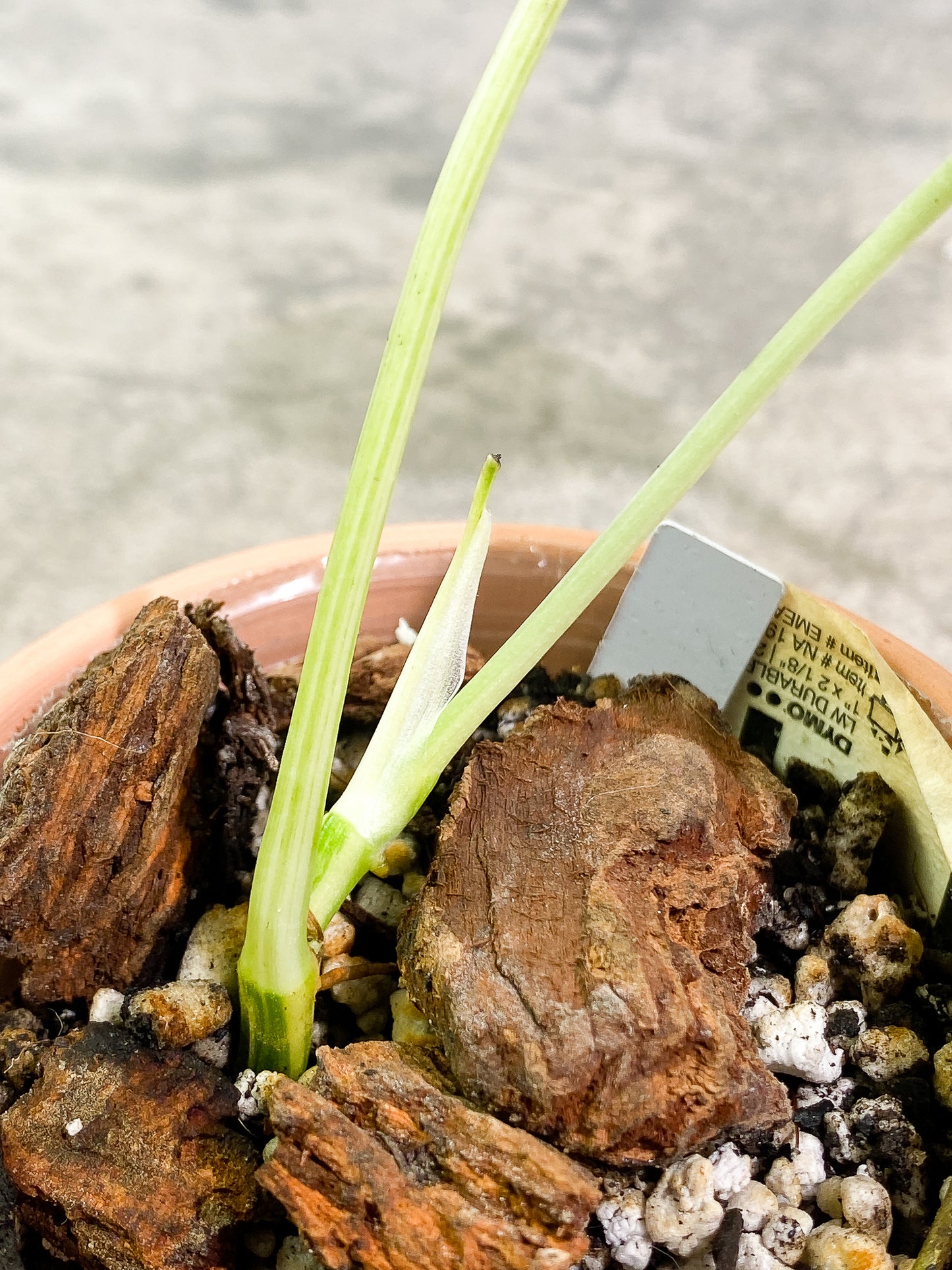 Epipremnum Pinnatum Variegated 2 leaves fully rooted