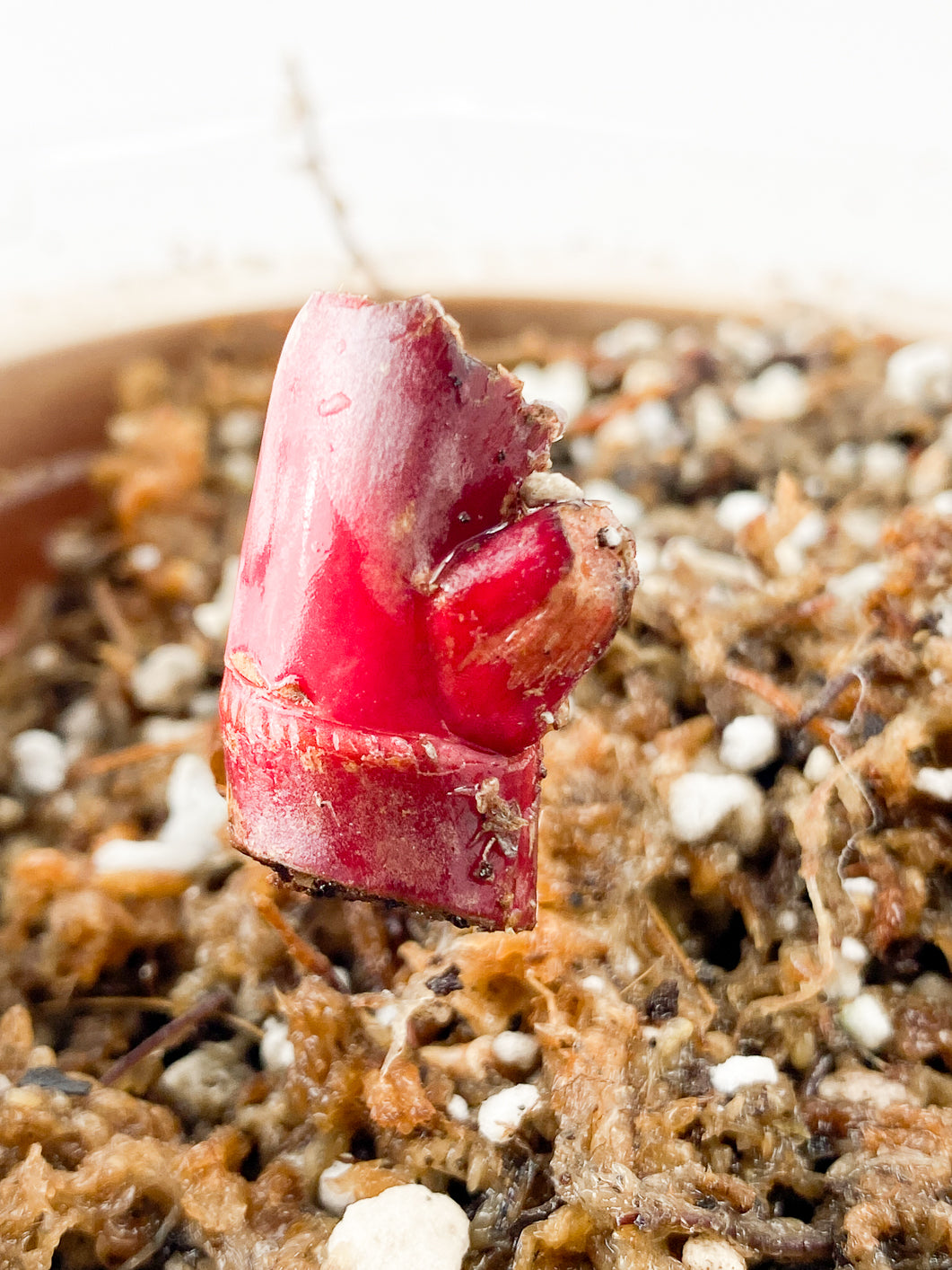 Philodendron strawberry shake slightly rooted node