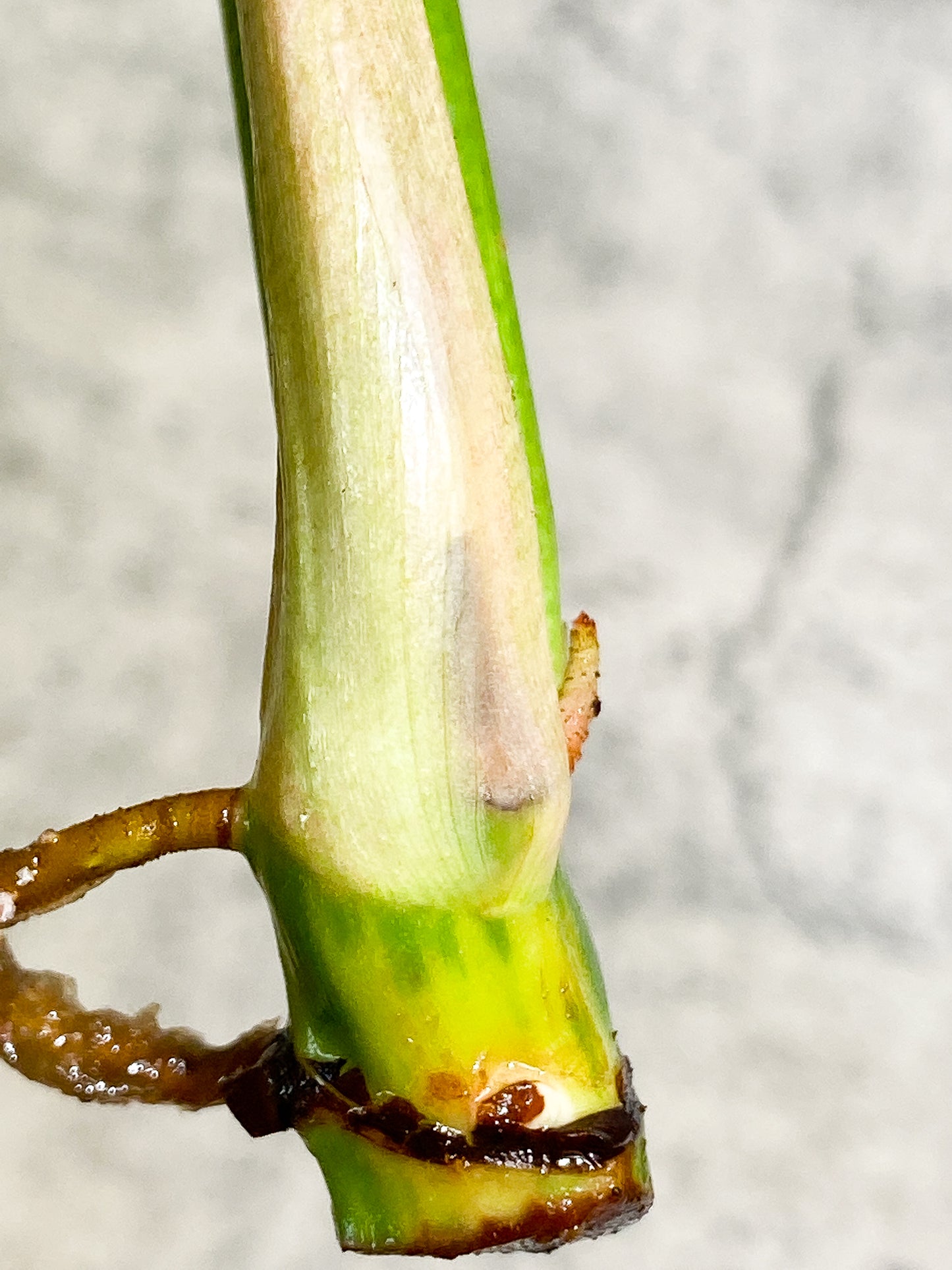 Philodendron Ring of Fire 1 leaf 1 sprout Top Cutting rooting