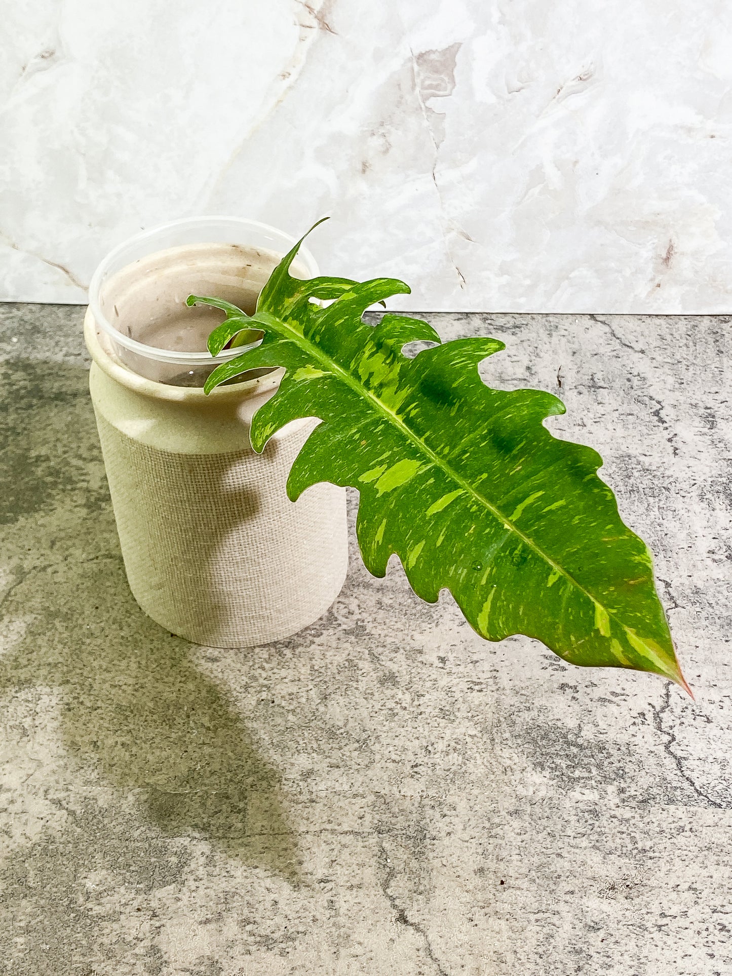 Philodendron Ring of Fire 1 leaf 1 sprout Top Cutting rooting