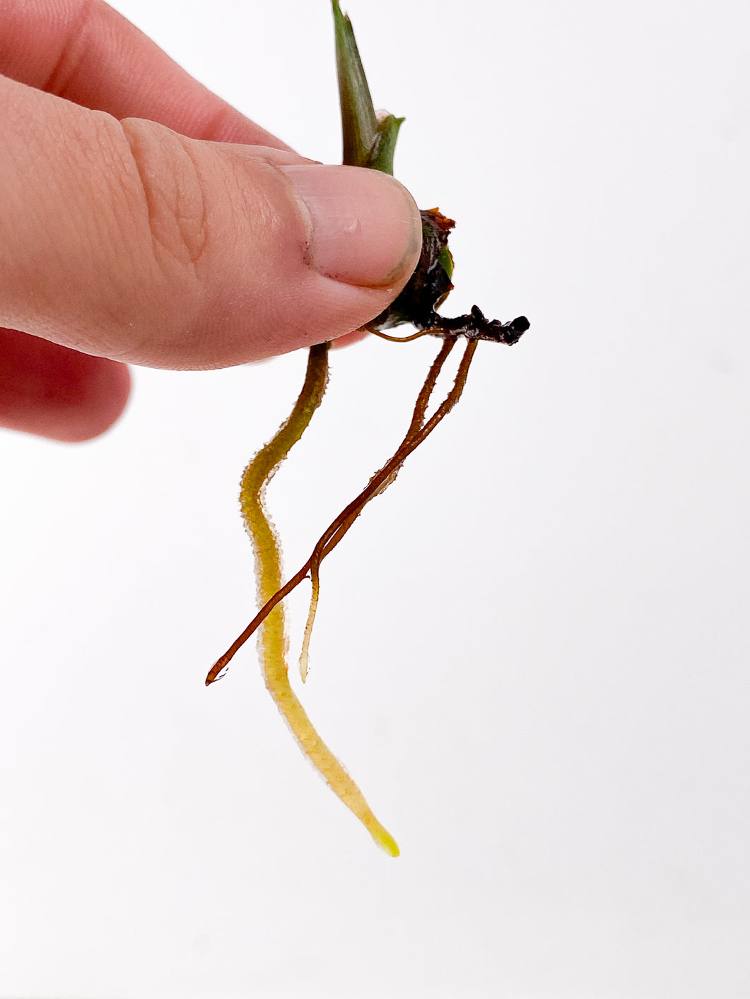 Do Not Buy Unless Authorized; Free Gift: Syngonium Strawberry Ice rooting sprout