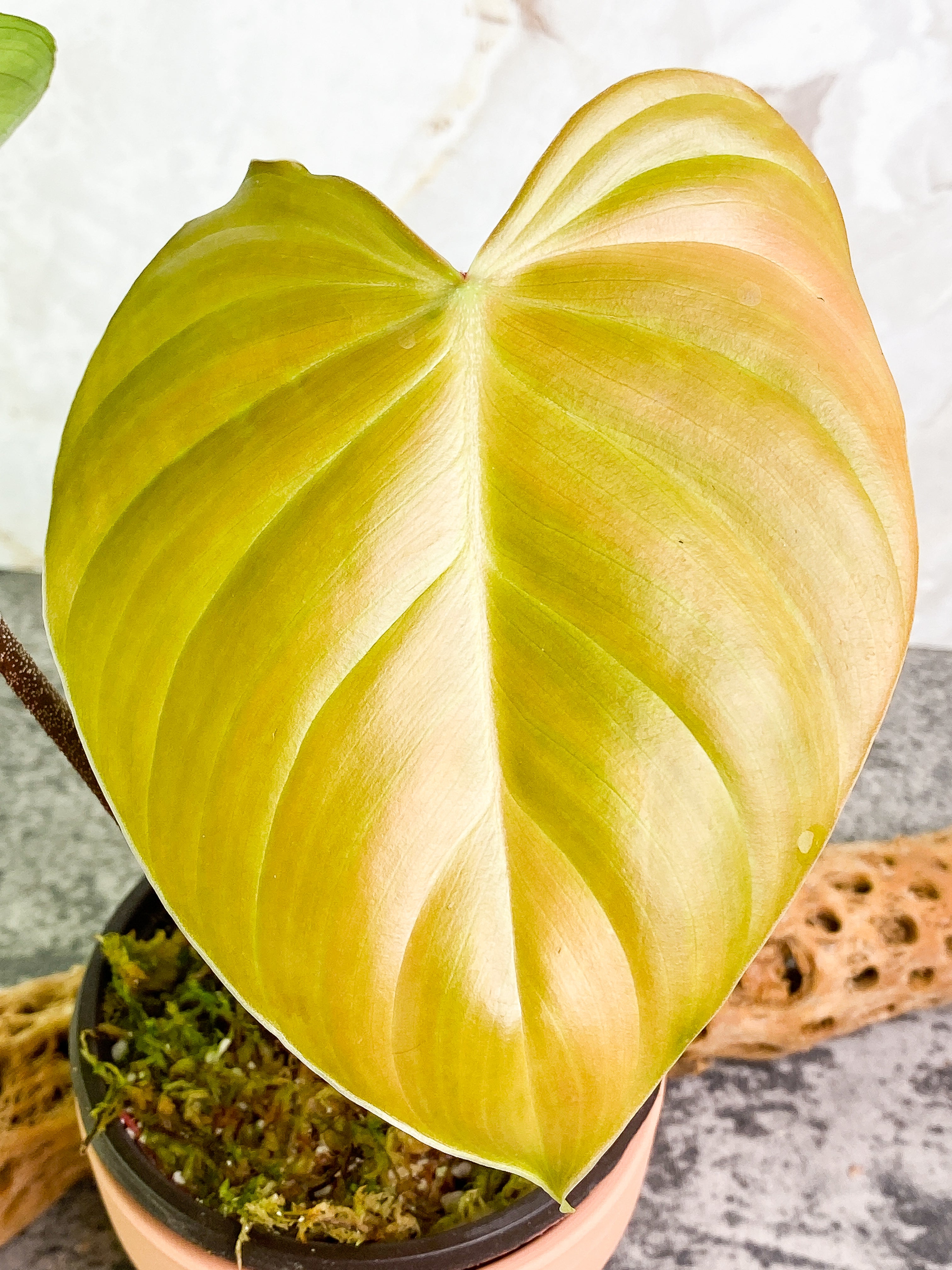 Philodendron nangaritense 2 leaves with 1 sprout rooted