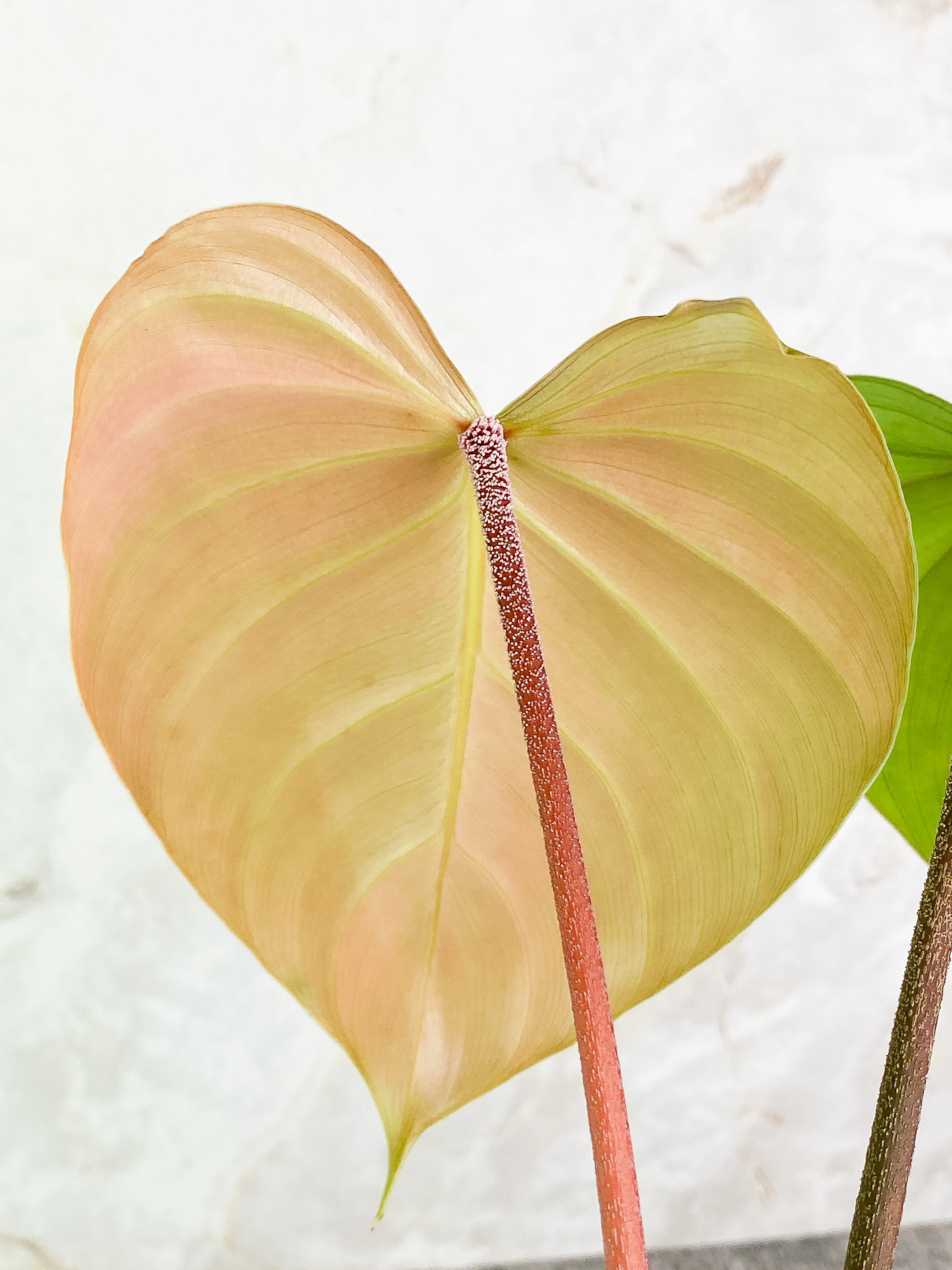 Philodendron nangaritense 2 leaves with 1 sprout rooted