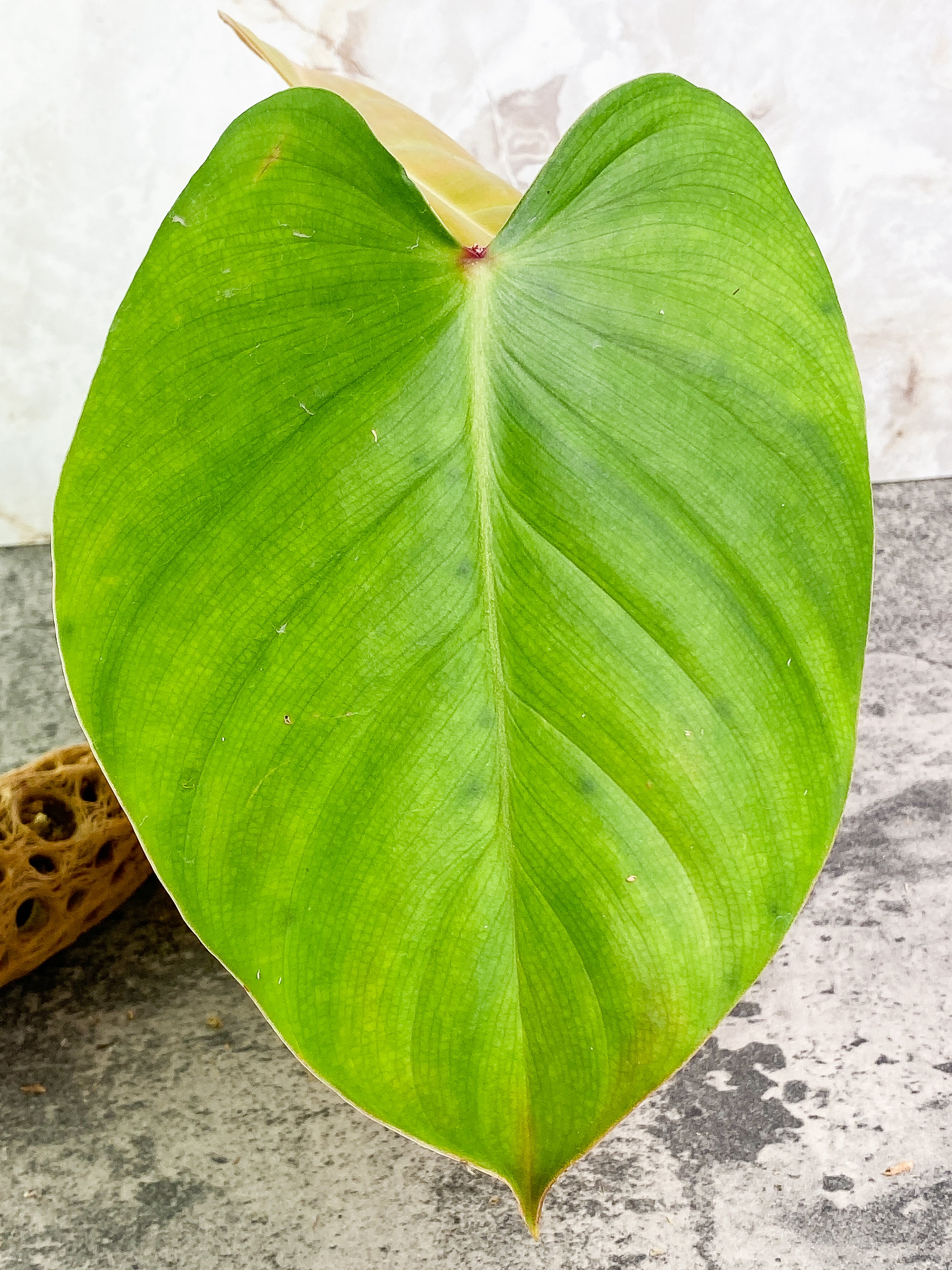 Philodendron nangaritense 2 leaves with 1 sprout rooted