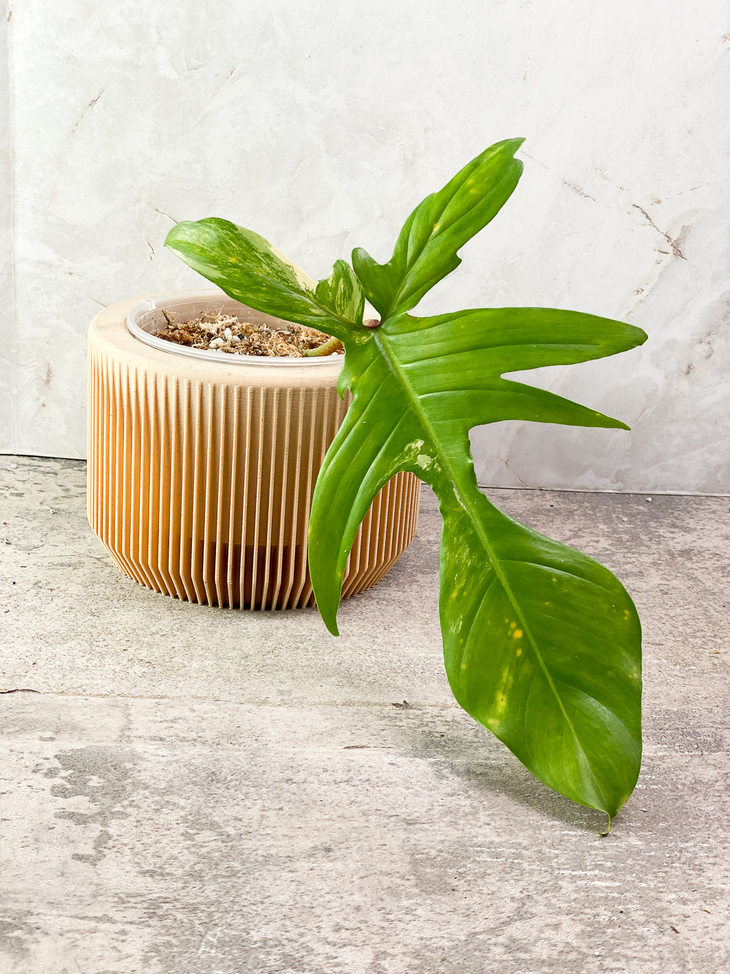Grower Choice: Philodendron Florida Beauty 1 leaf Slightly Rooted (Lo
