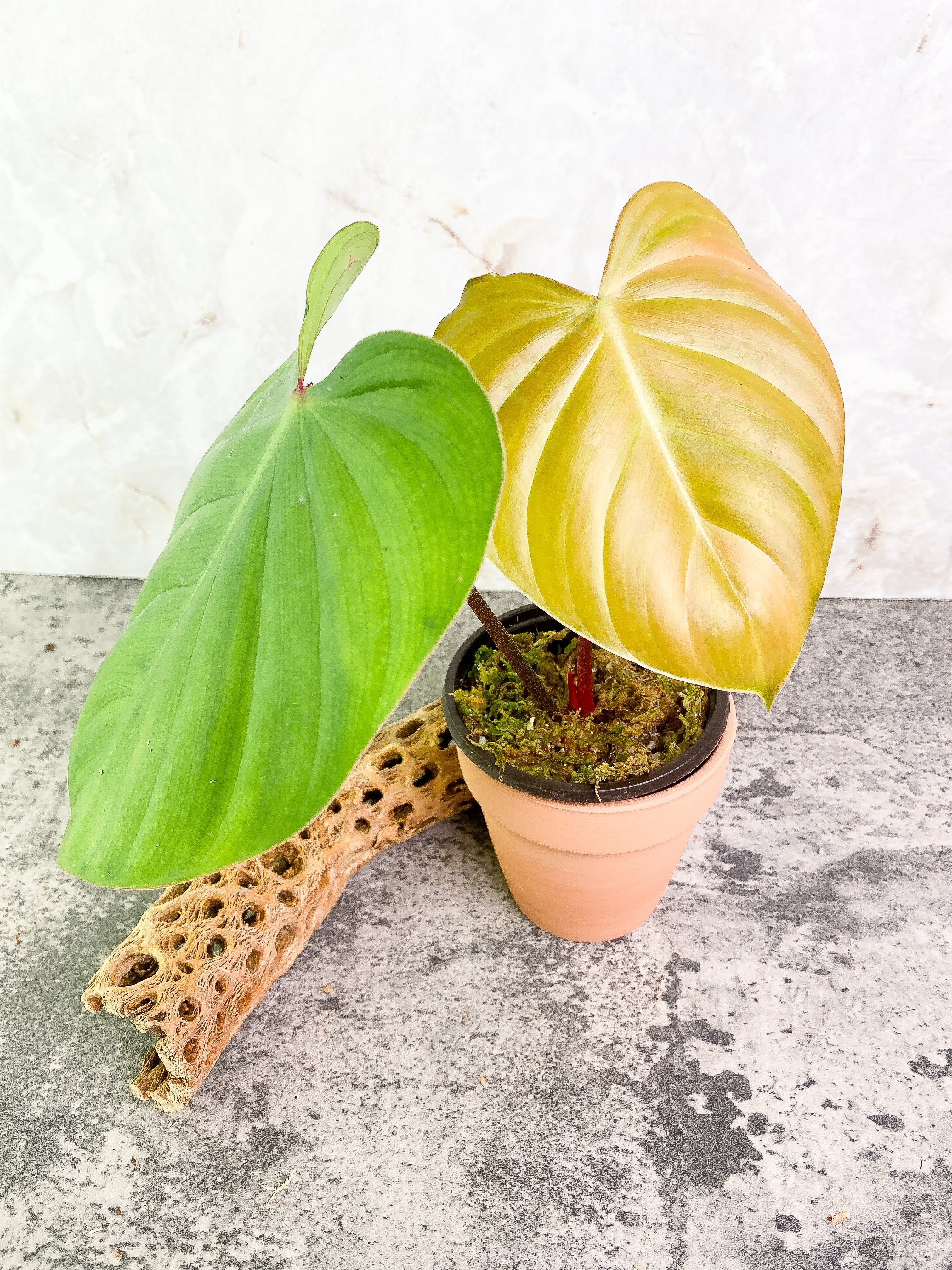 Philodendron nangaritense 2 leaves with 1 sprout rooted