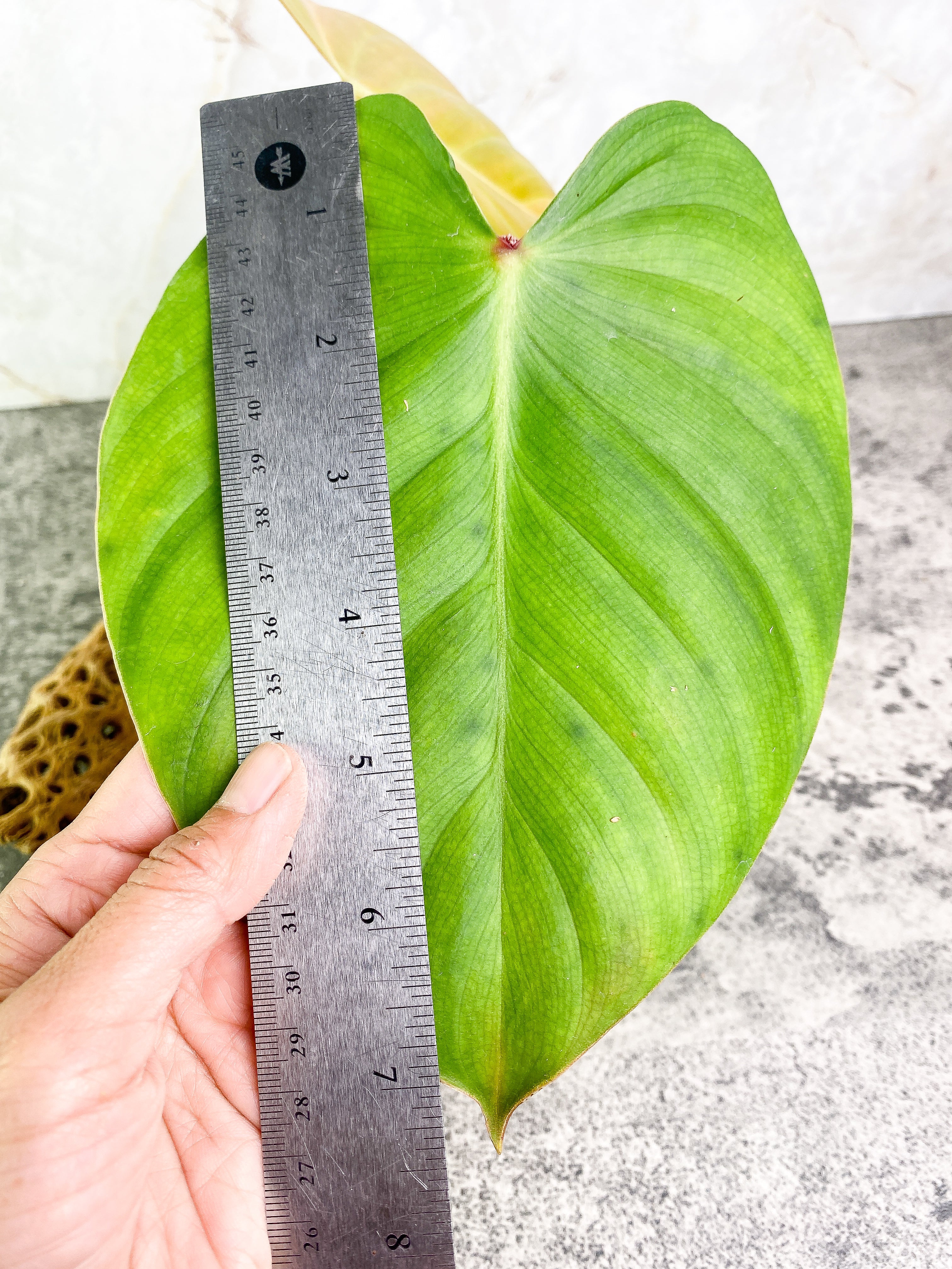 Philodendron nangaritense 2 leaves with 1 sprout rooted