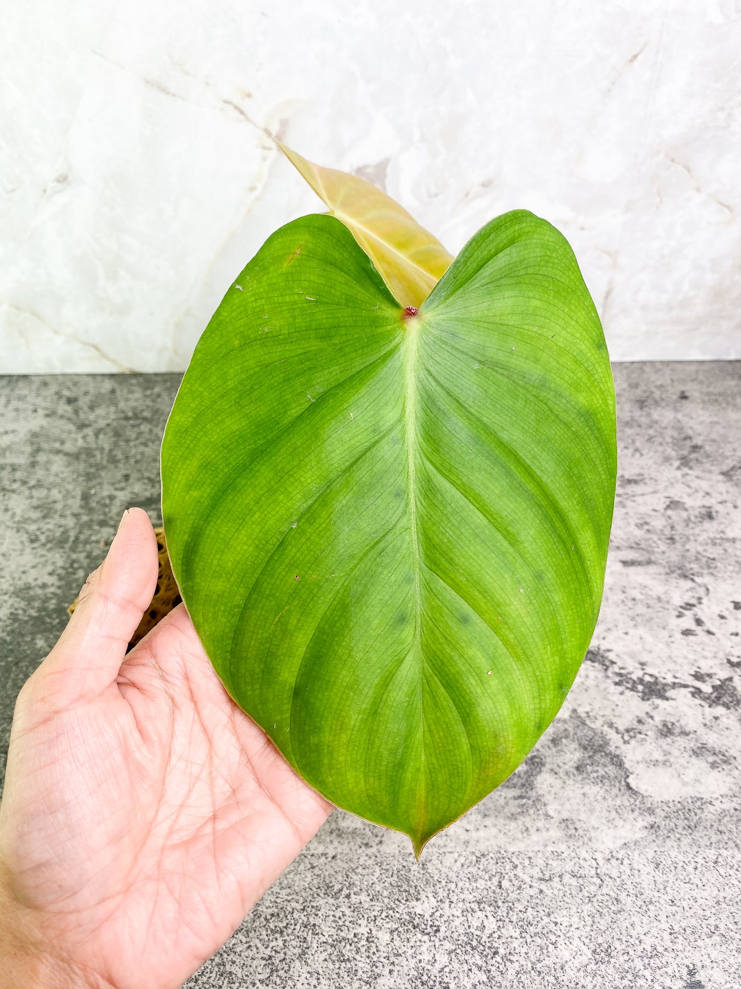 Philodendron nangaritense 2 leaves with 1 sprout rooted