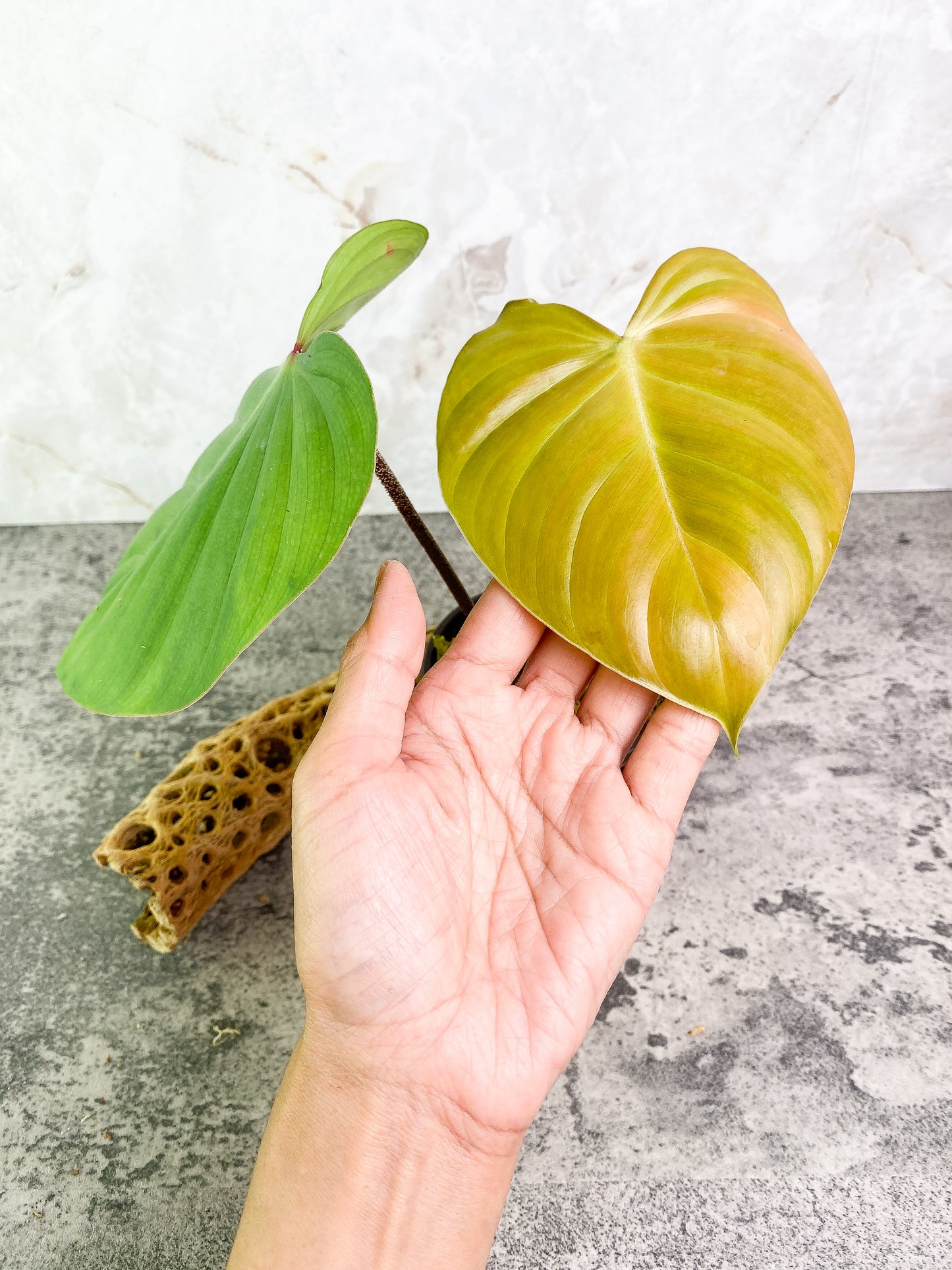 Philodendron nangaritense 2 leaves with 1 sprout rooted
