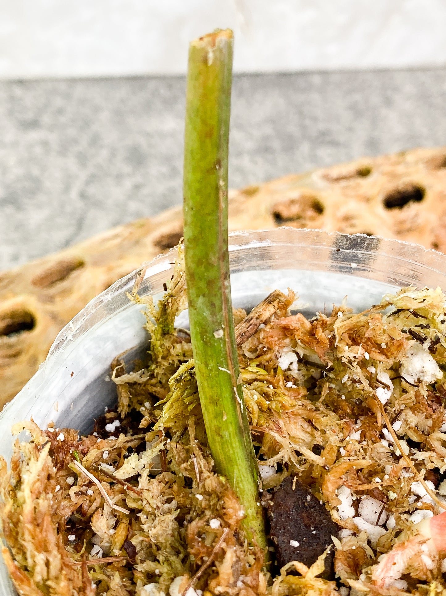 Philodendron Tortum cutting with 1 sprout rooting.