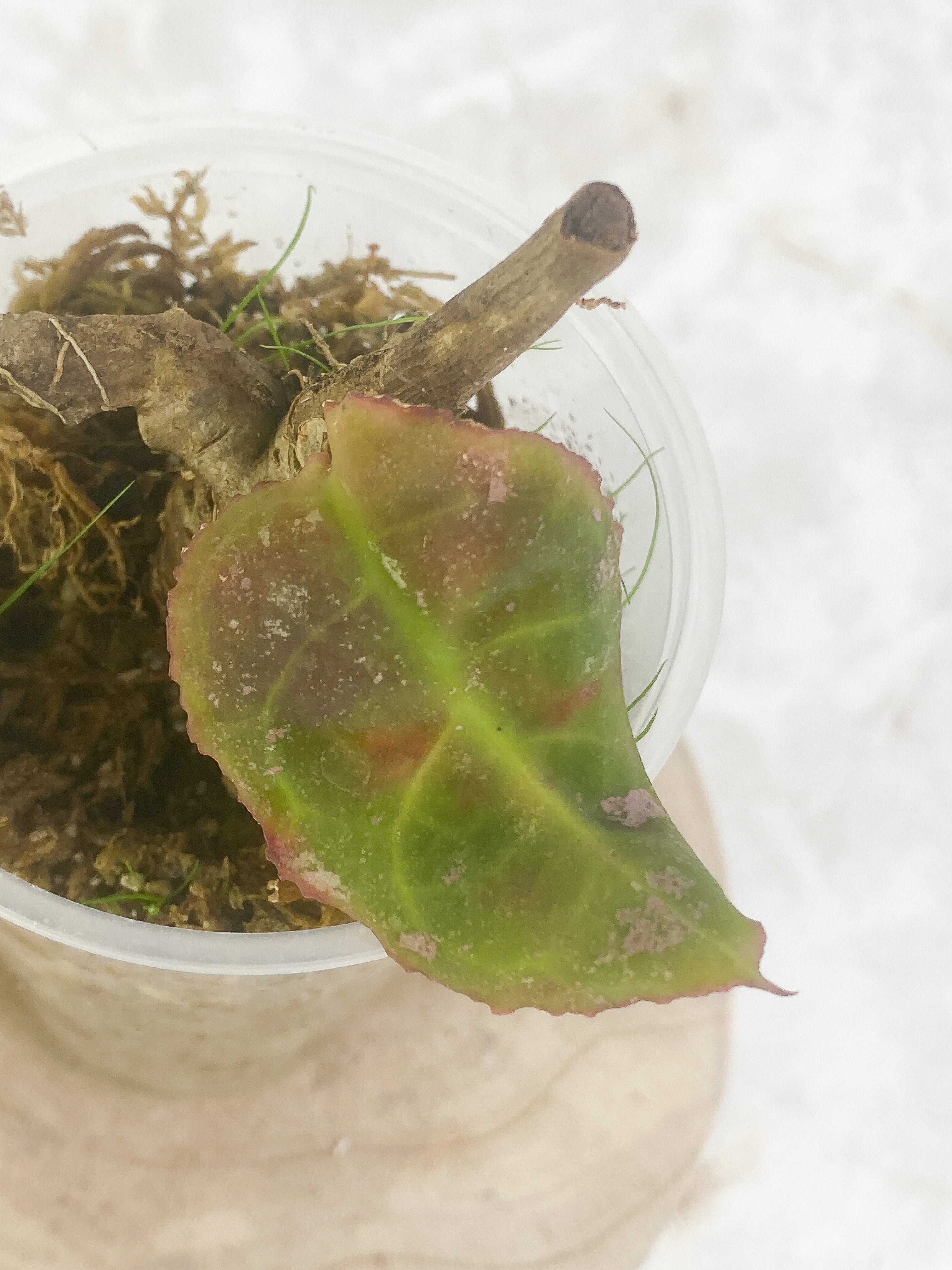 hoya undulata Rooted 1 leaf Sunstressed