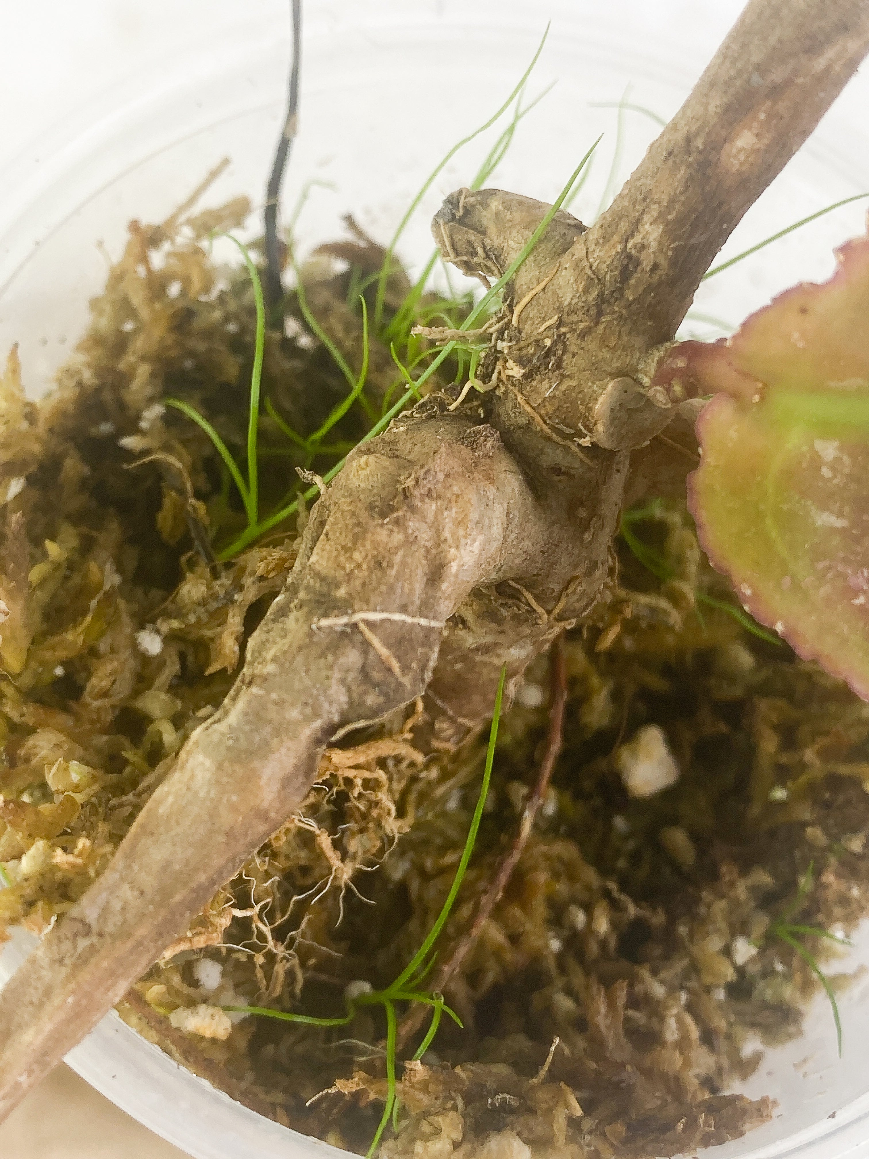 hoya undulata Rooted 1 leaf Sunstressed