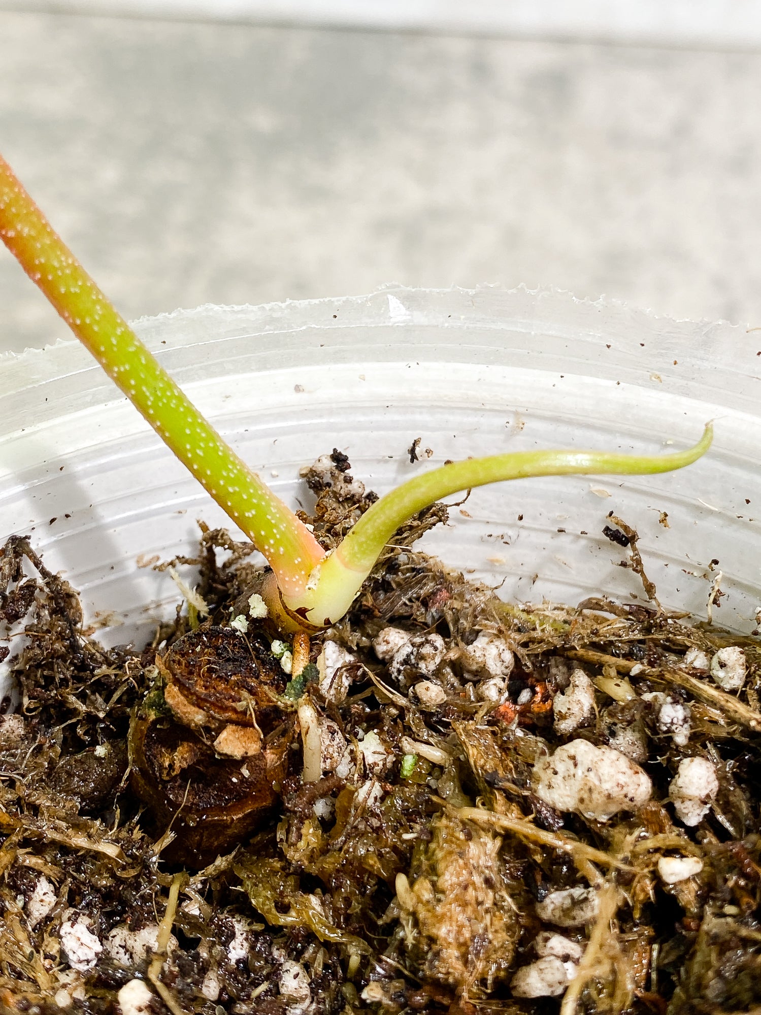 Philodendron Florida Ghost Mint 1 leaf 1 sprout Top Cutting slightly rooted