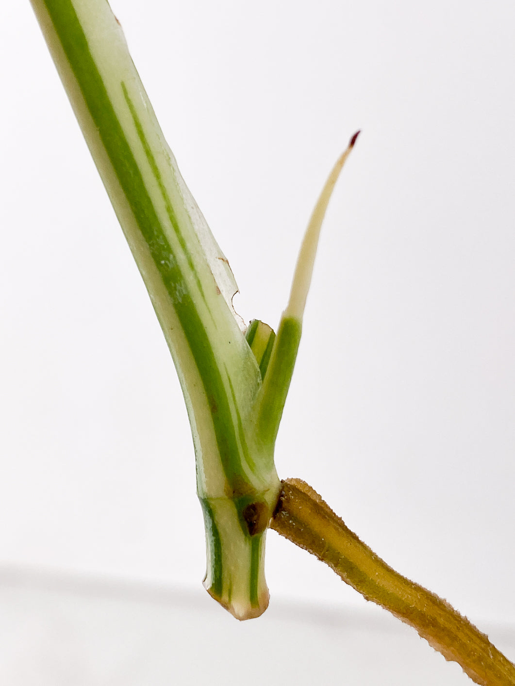 Monstera adansonii albo variegated 1 leaf 1 sprout