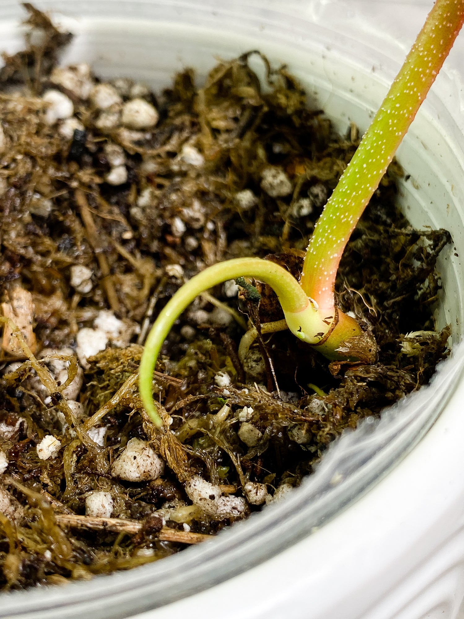 Philodendron Florida Ghost Mint 1 leaf 1 sprout Top Cutting slightly rooted