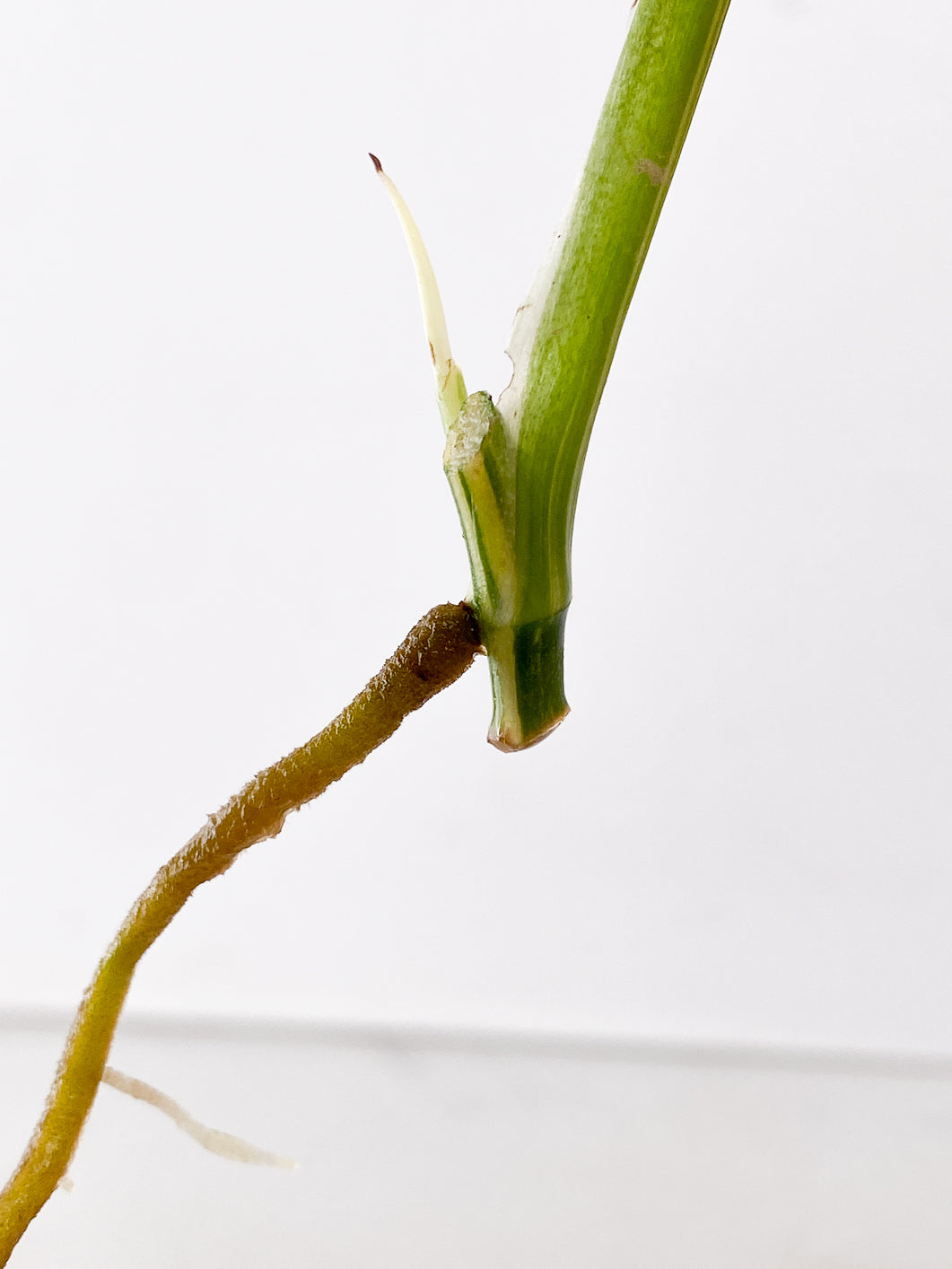 Monstera adansonii albo variegated 1 leaf 1 sprout