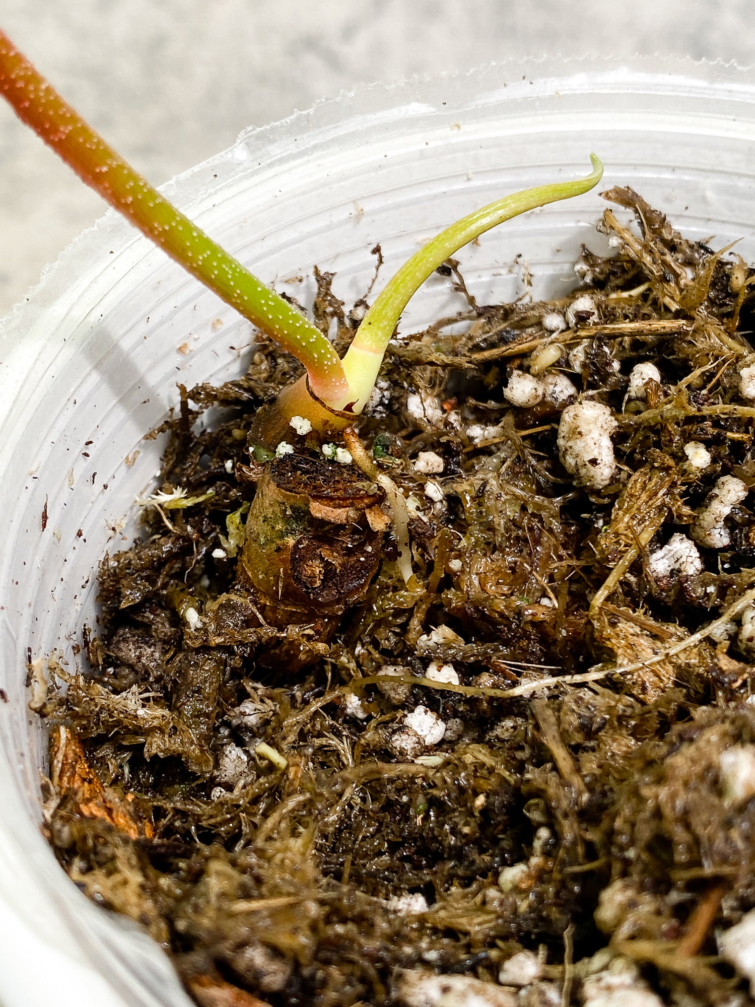 Philodendron Florida Ghost Mint 1 leaf 1 sprout Top Cutting slightly rooted