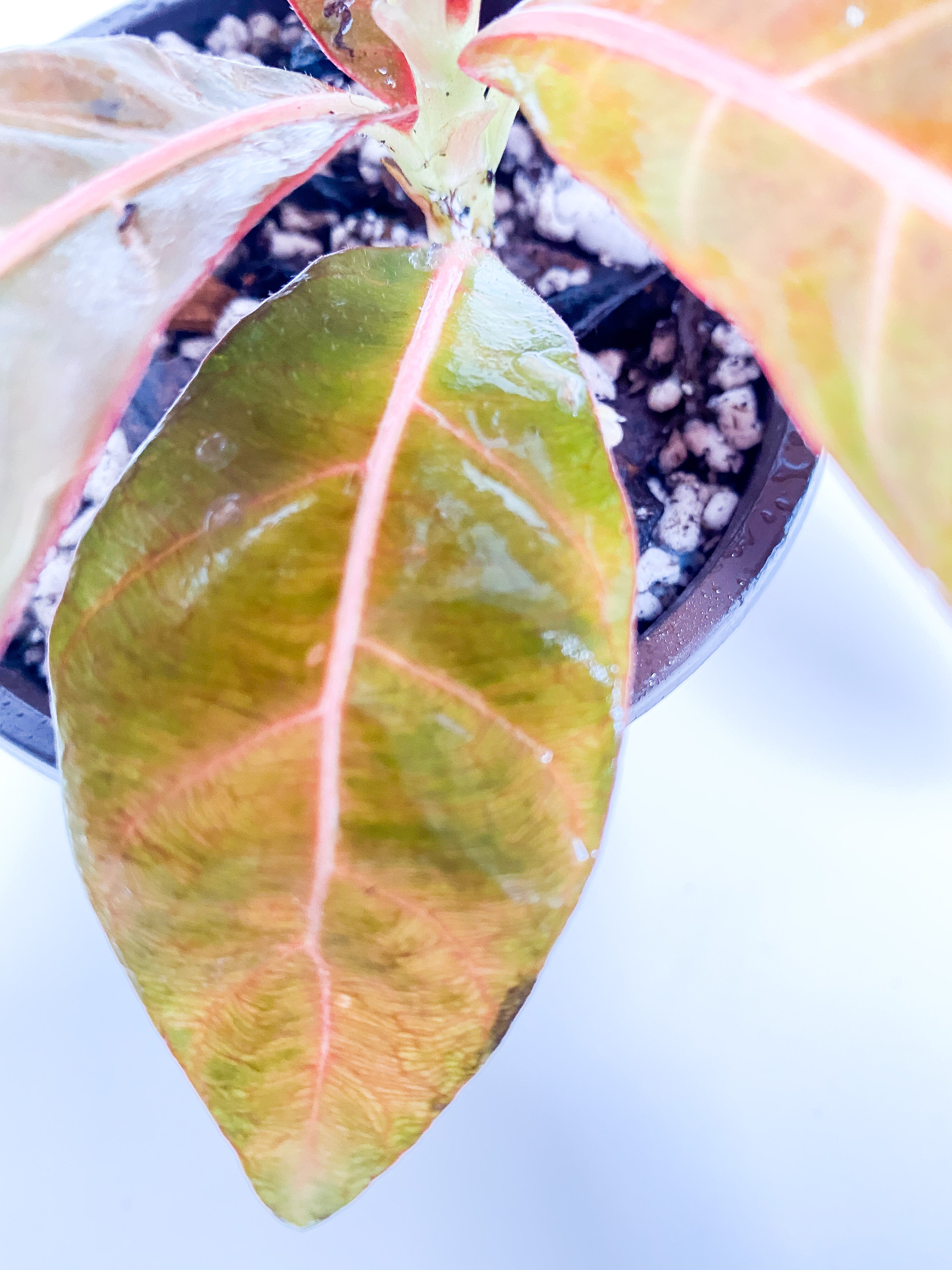 Grower Choice: Pentagonia wendlandii rooted