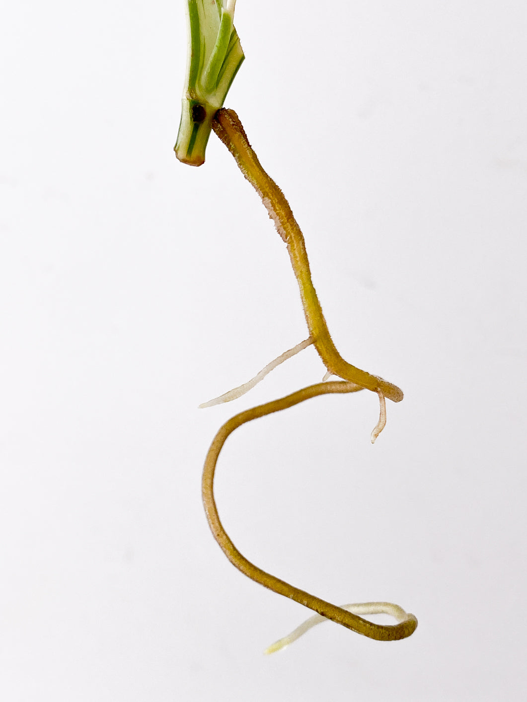 Monstera adansonii albo variegated 1 leaf 1 sprout
