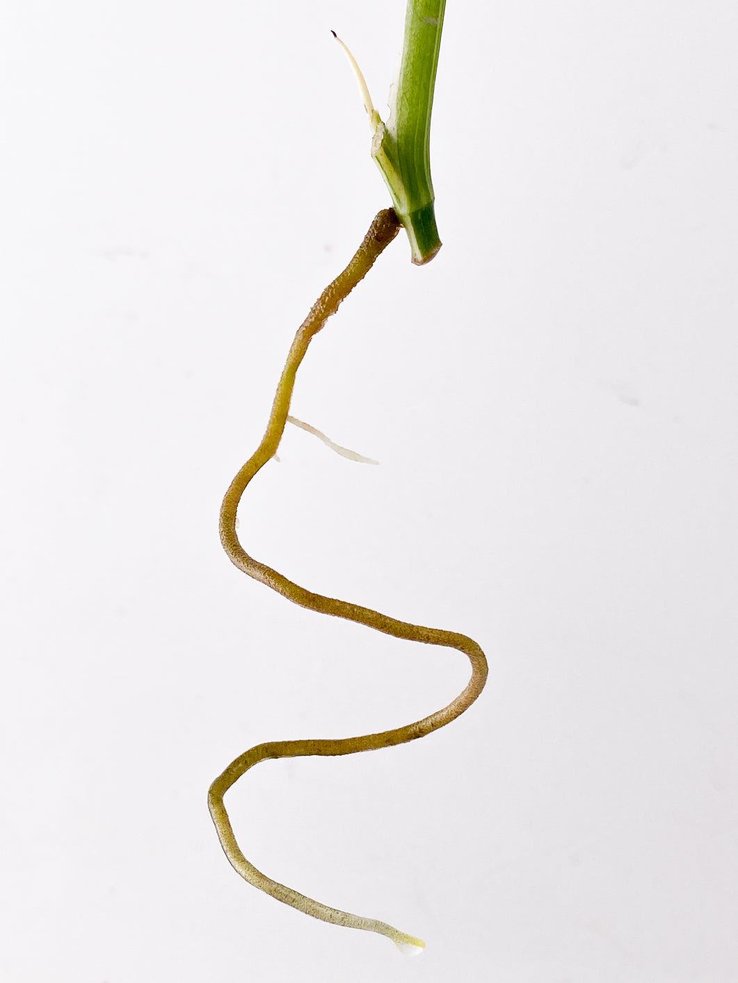 Monstera adansonii albo variegated 1 leaf 1 sprout