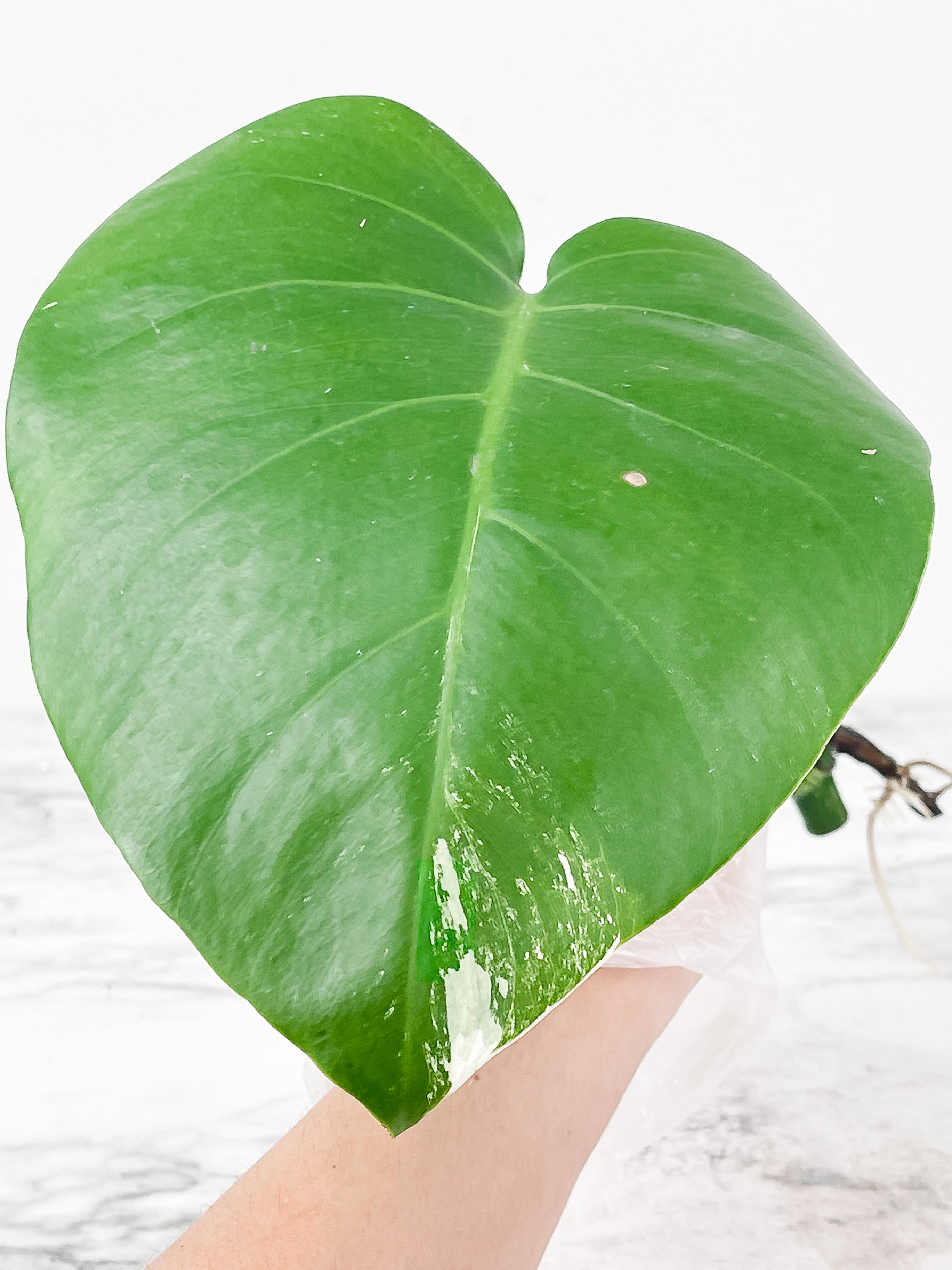 Monstera Albo Borsigiana 1 leaf water rooting cutting from a highly variegated plant