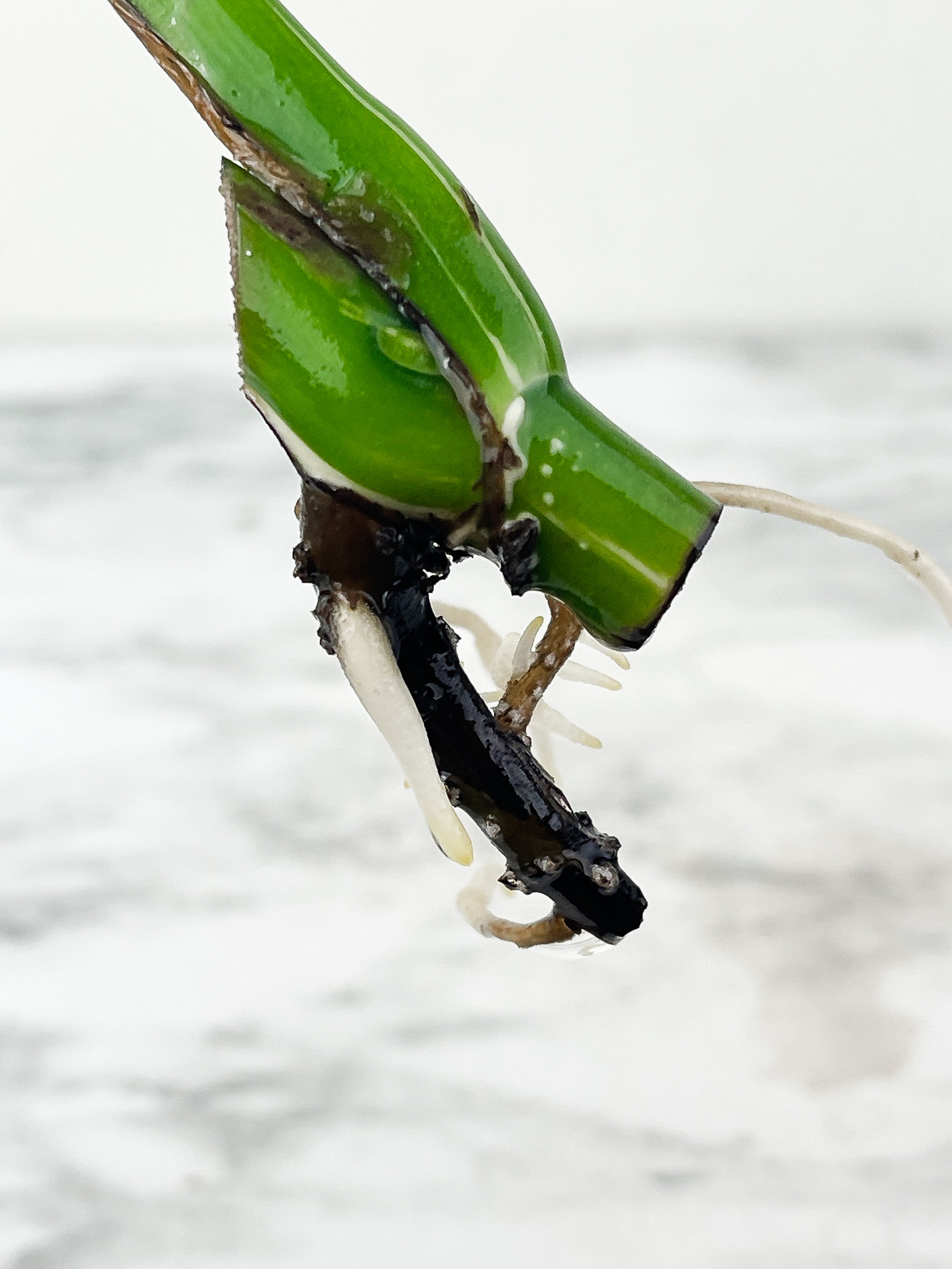 Monstera Albo Borsigiana 1 leaf water rooting cutting from a highly variegated plant