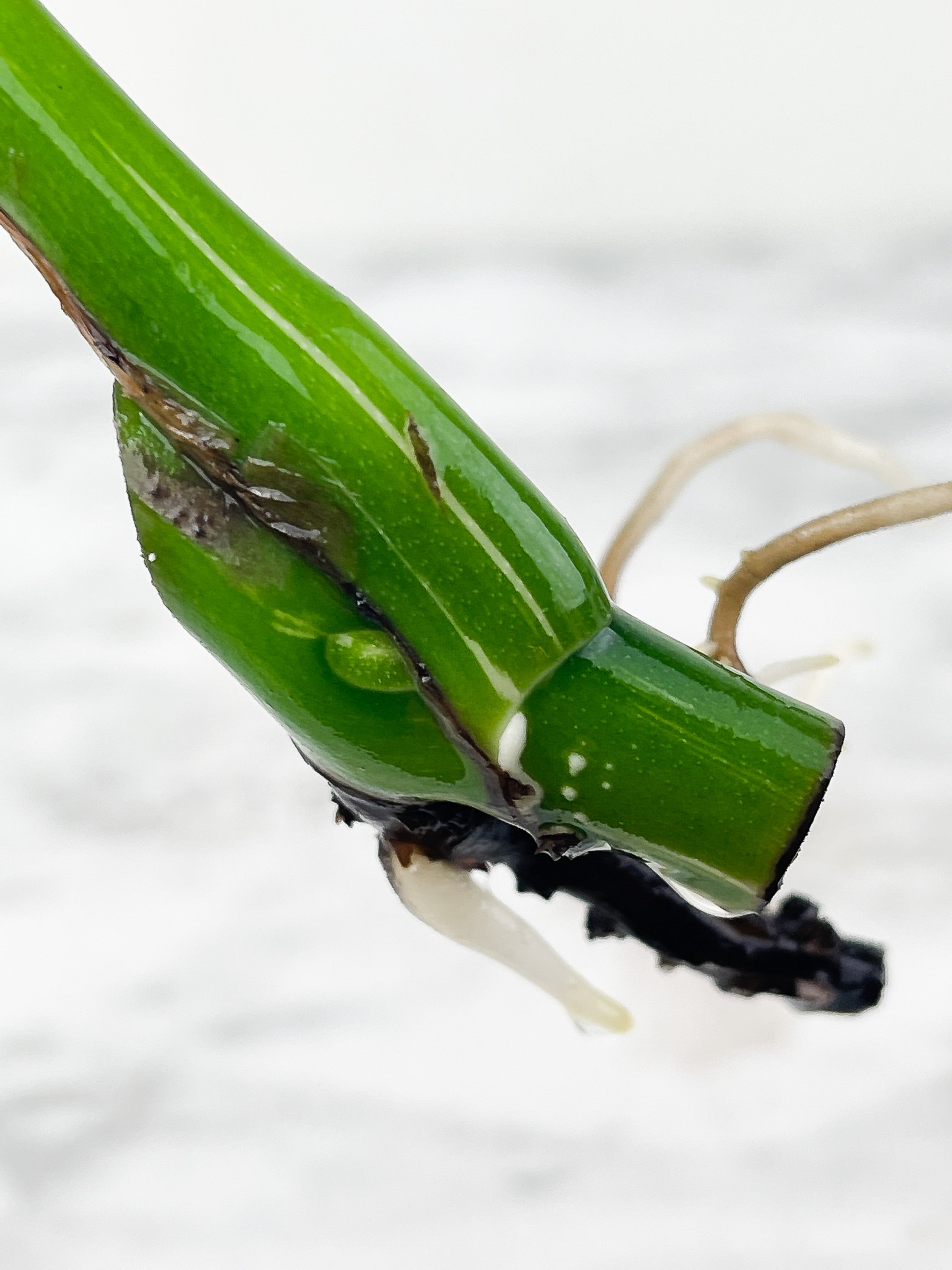 Monstera Albo Borsigiana 1 leaf water rooting cutting from a highly variegated plant