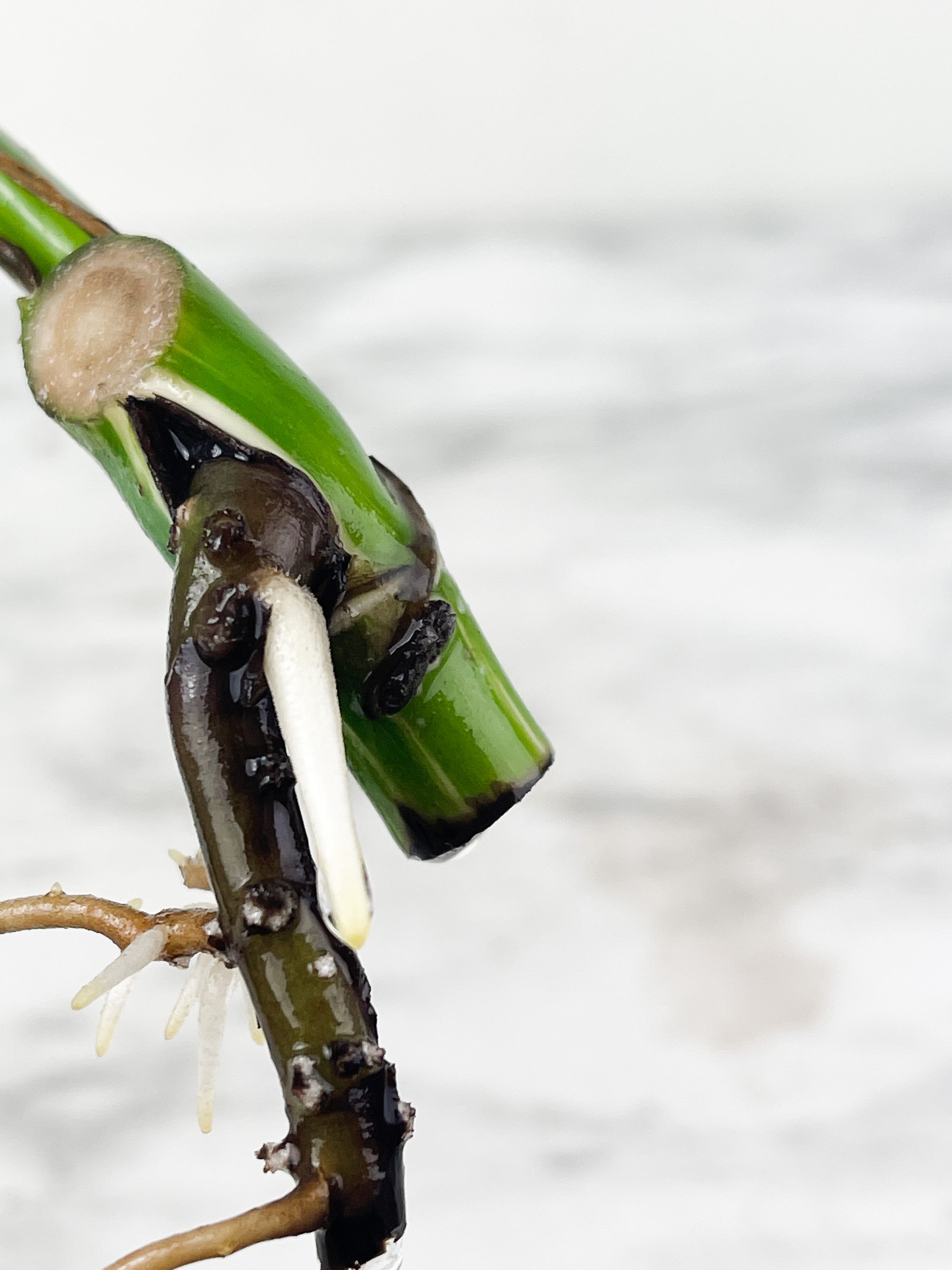 Monstera Albo Borsigiana 1 leaf water rooting cutting from a highly variegated plant