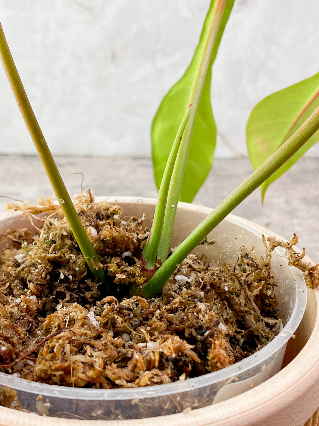 Philodendron Joepii 3 leaves 1 sprout Rooted