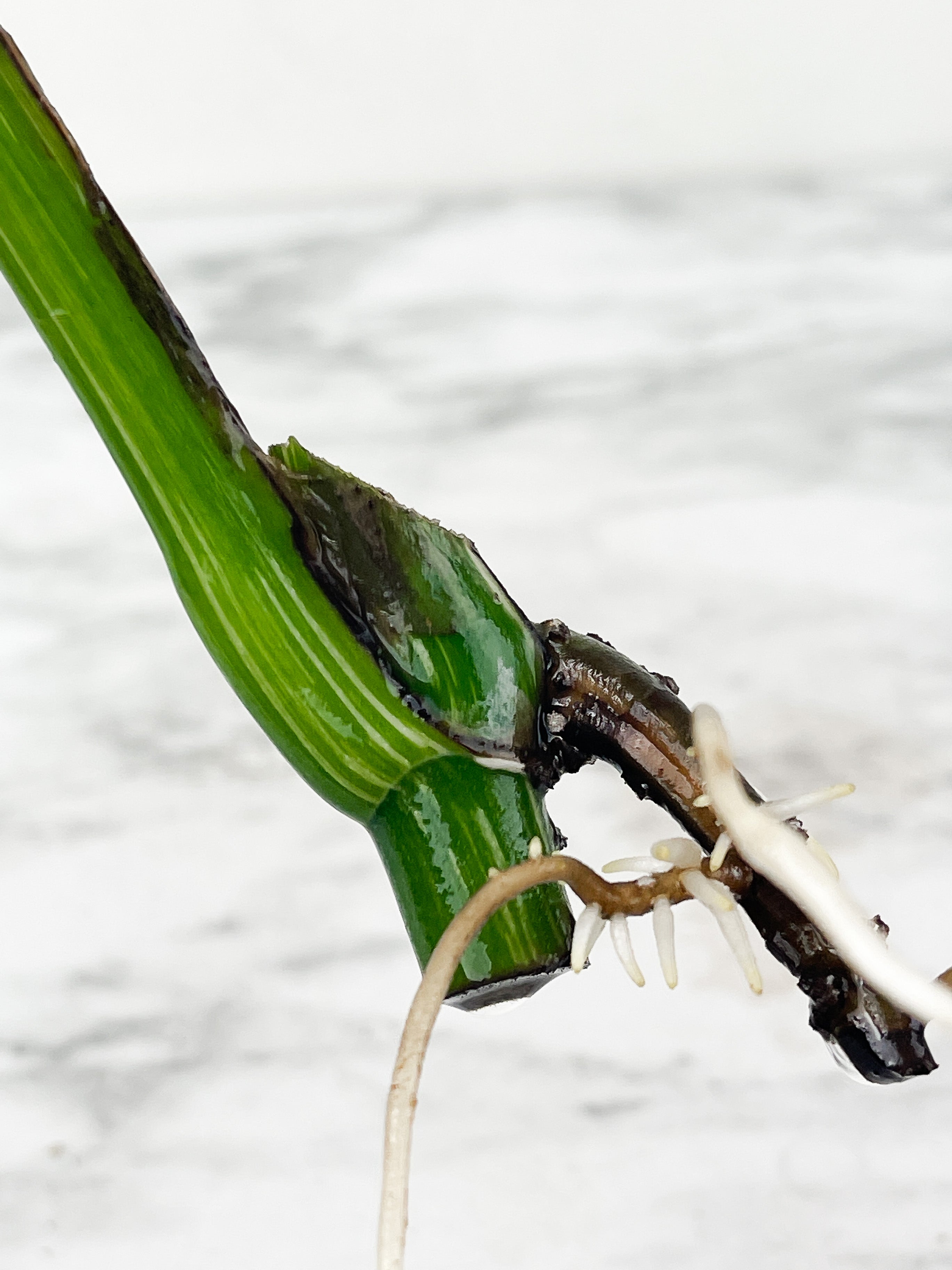 Monstera Albo Borsigiana 1 leaf water rooting cutting from a highly variegated plant