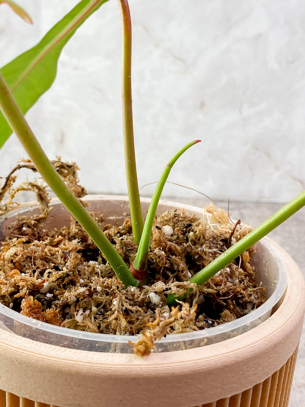 Philodendron Joepii 3 leaves 1 sprout Rooted