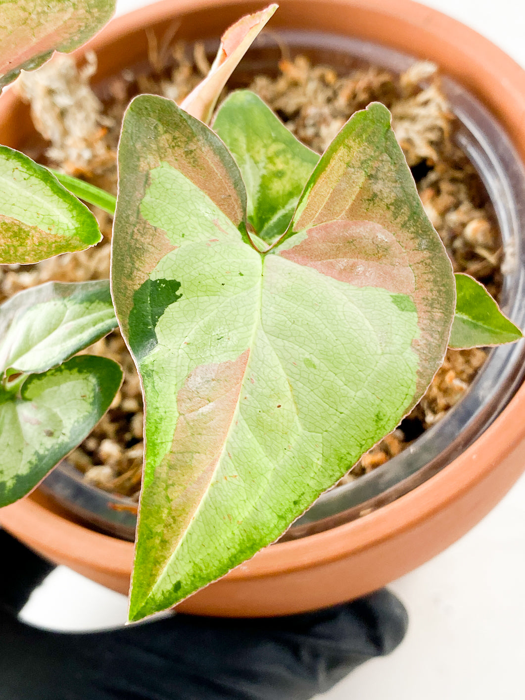 Syngonium Strawberry Milk  Rooting